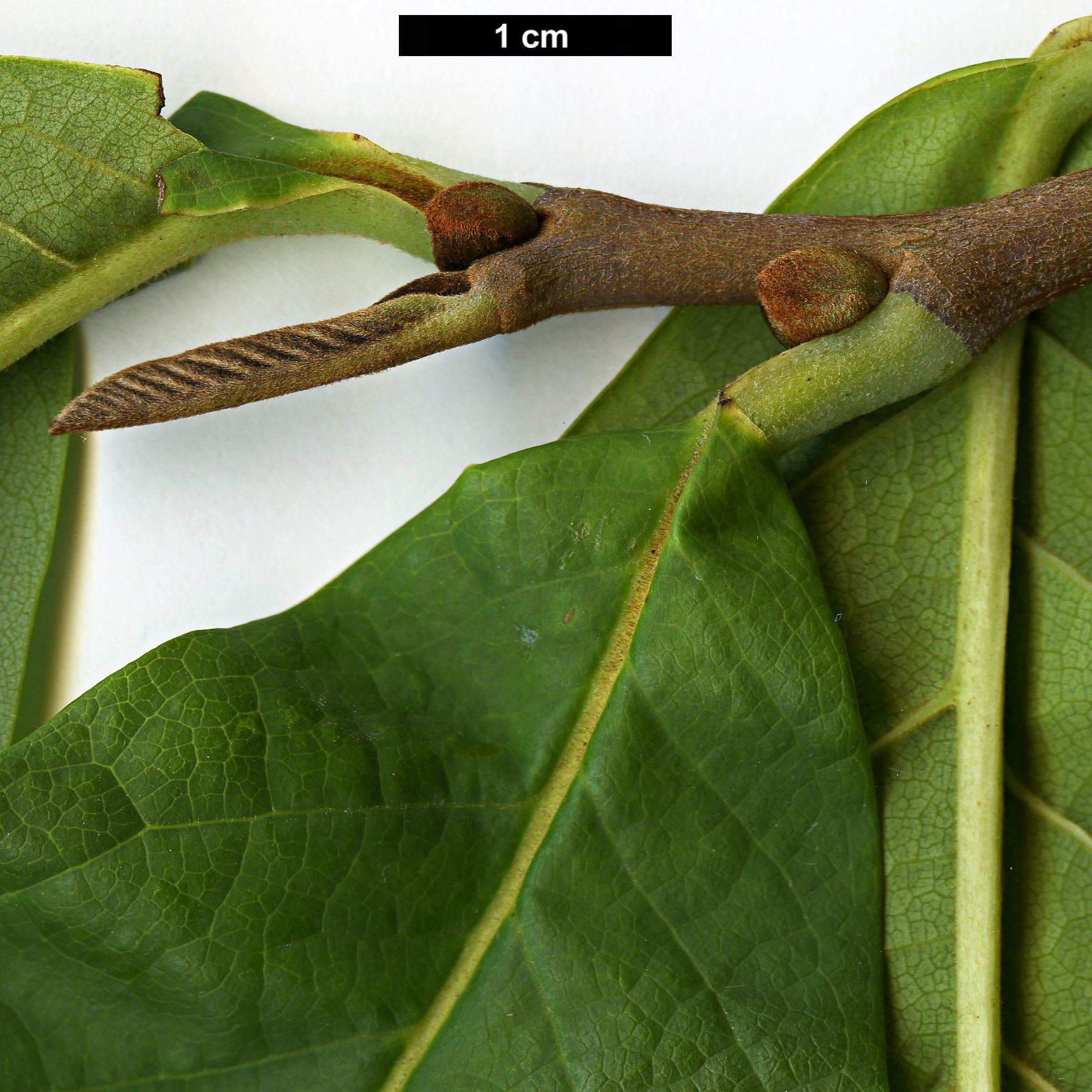 High resolution image: Family: Annonaceae - Genus: Asimina - Taxon: triloba