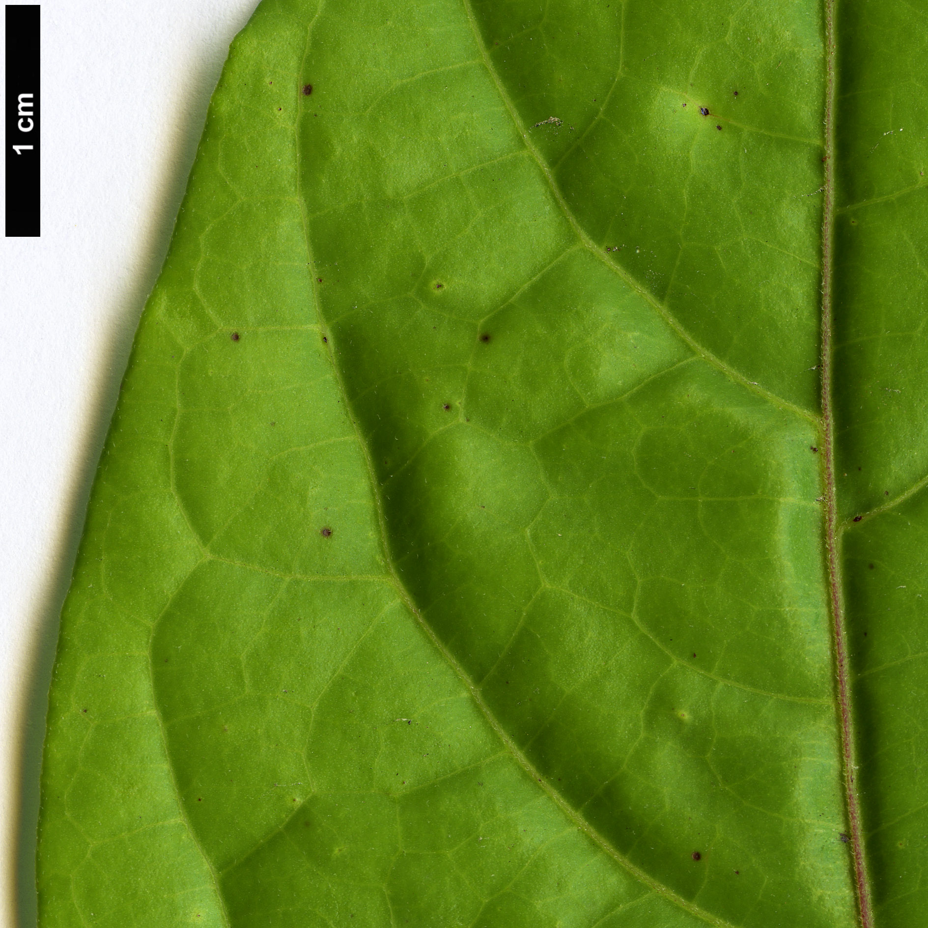 High resolution image: Family: Annonaceae - Genus: Cananga - Taxon: odorata