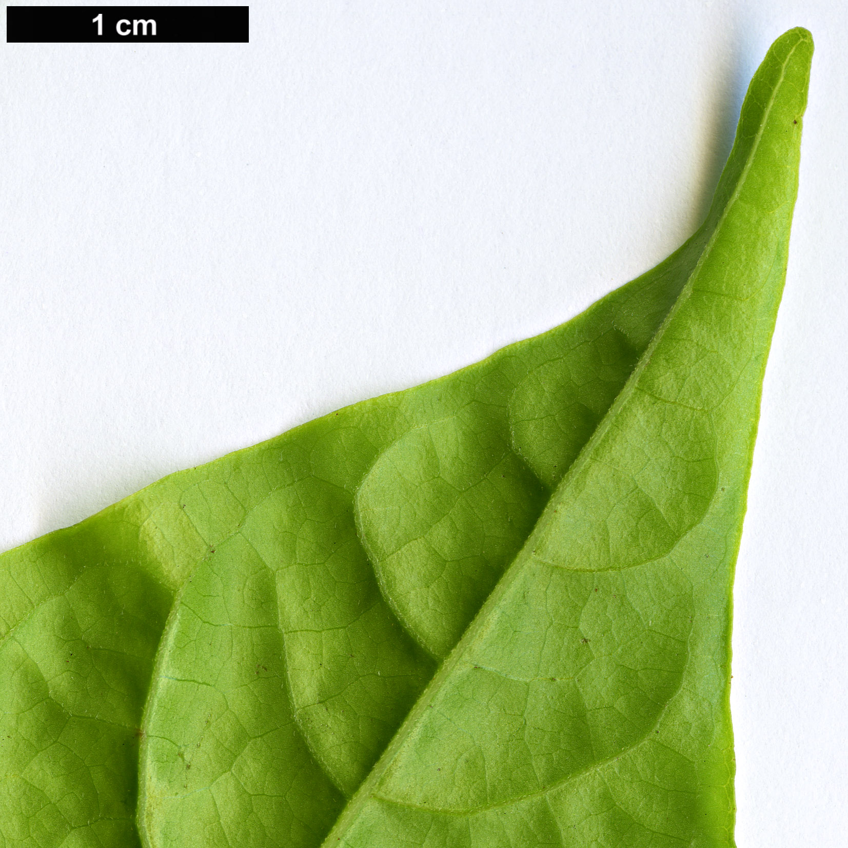 High resolution image: Family: Annonaceae - Genus: Cananga - Taxon: odorata