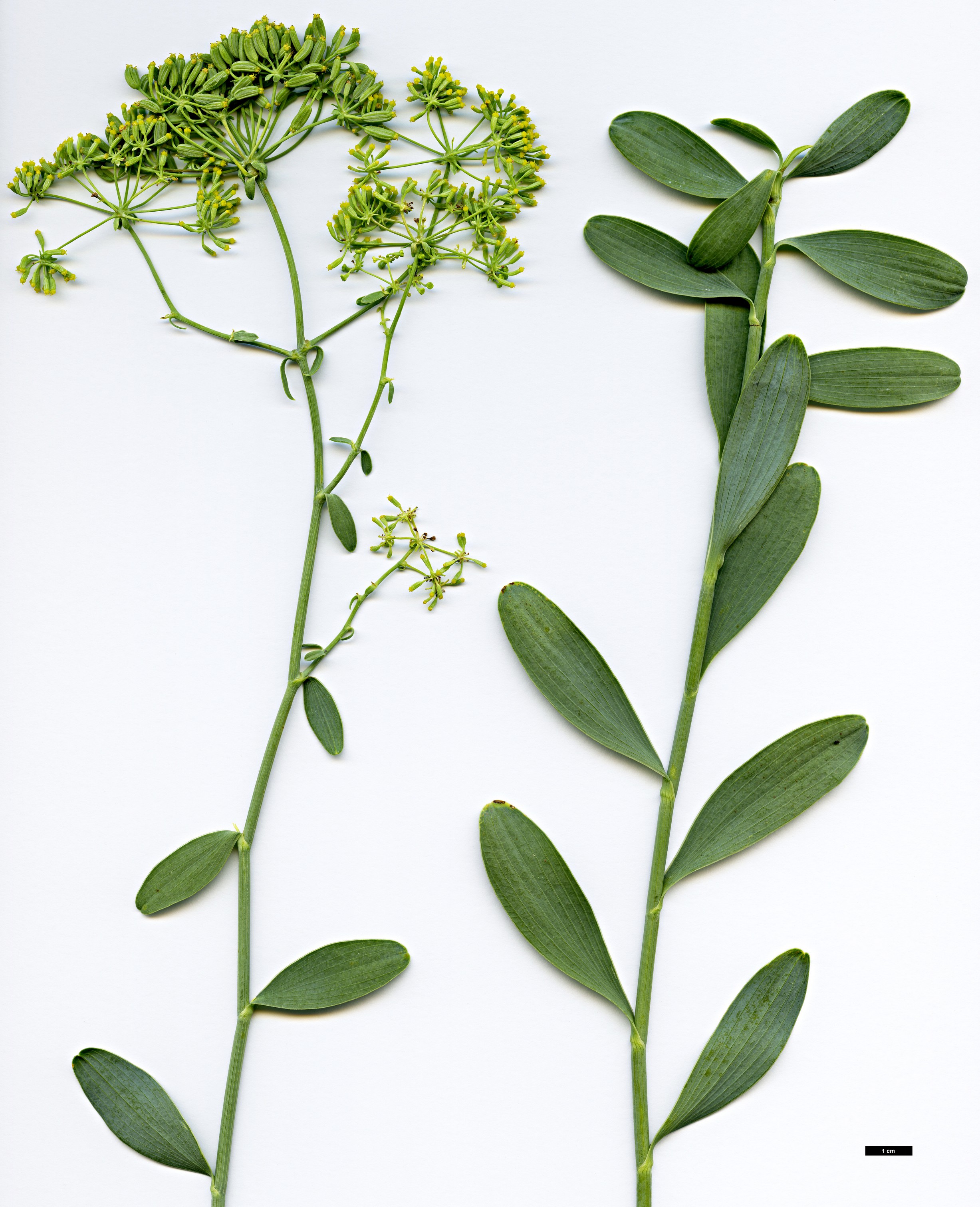 High resolution image: Family: Apiaceae - Genus: Bupleurum - Taxon: handiense