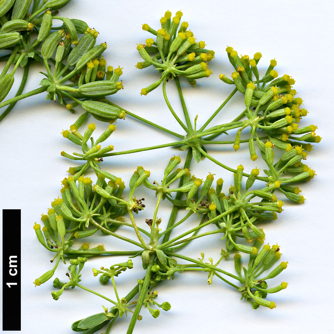 High resolution image: Family: Apiaceae - Genus: Bupleurum - Taxon: handiense