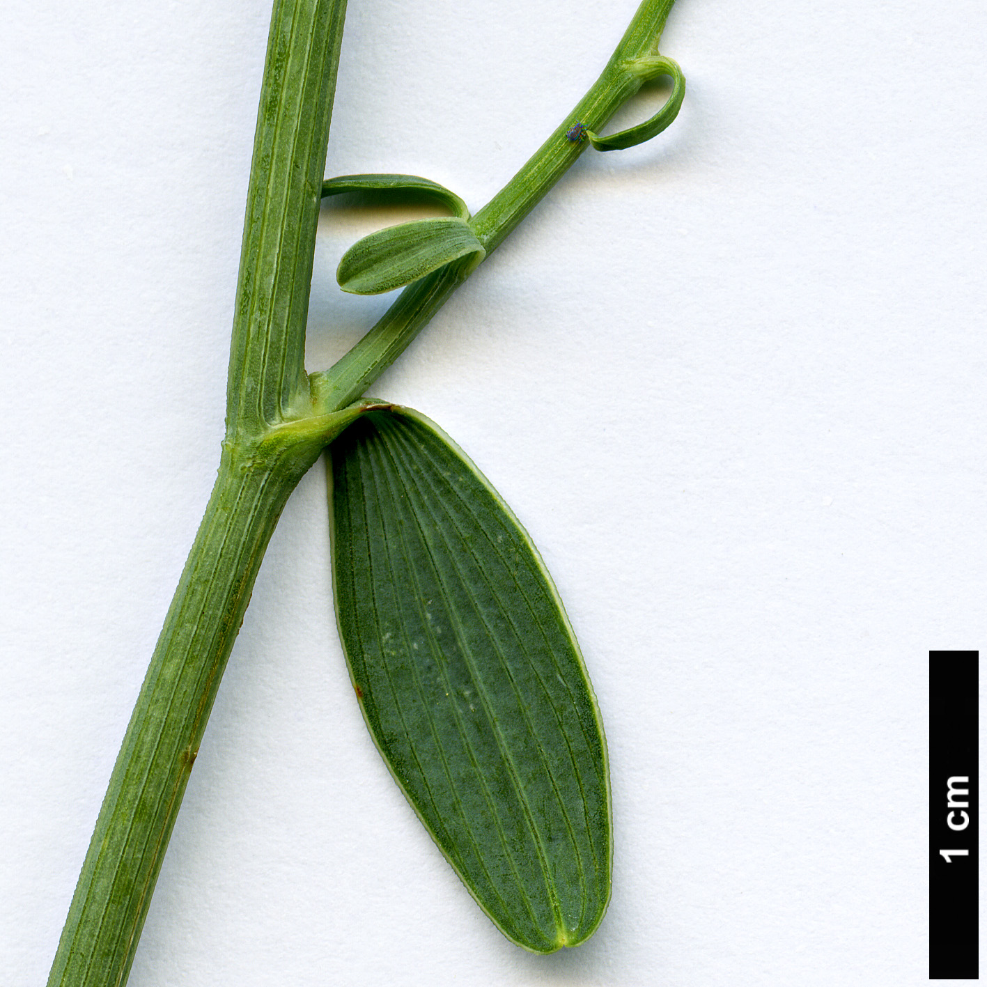 High resolution image: Family: Apiaceae - Genus: Bupleurum - Taxon: handiense