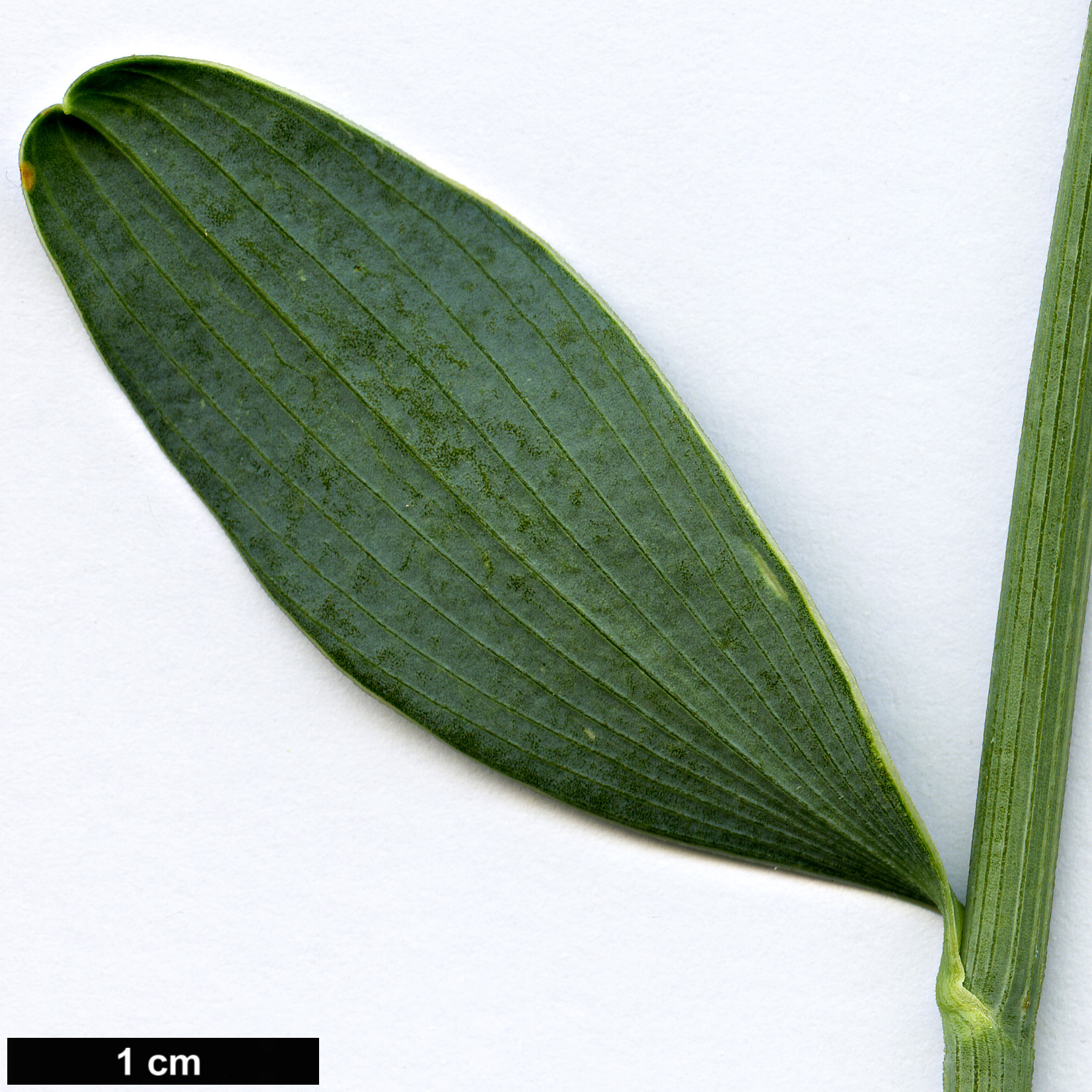 High resolution image: Family: Apiaceae - Genus: Bupleurum - Taxon: handiense