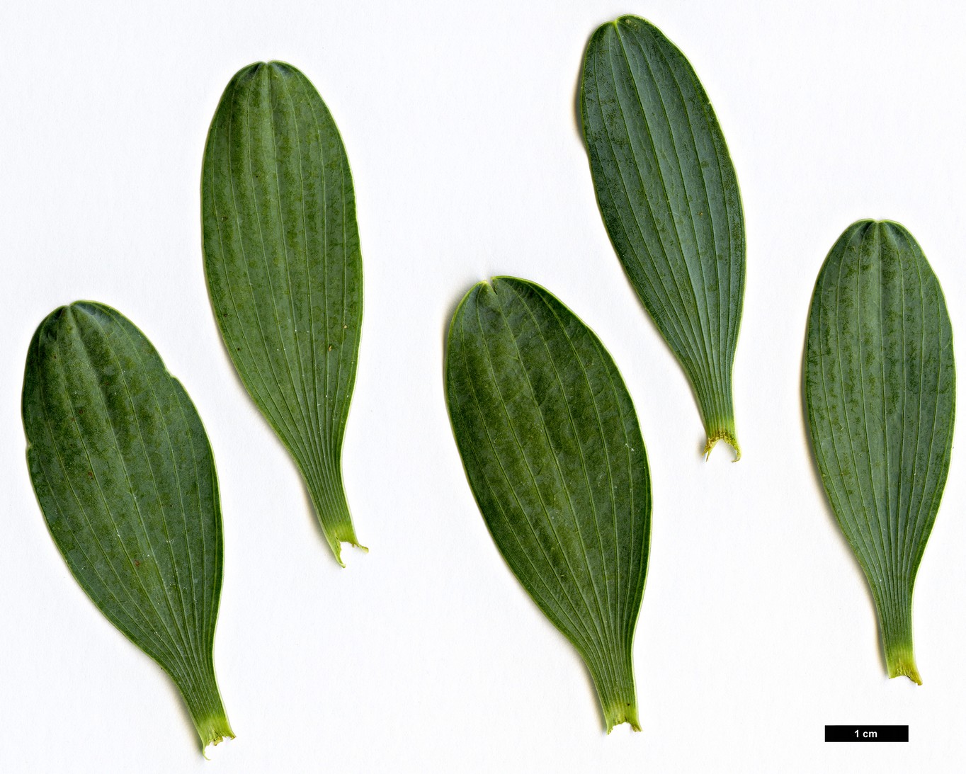 High resolution image: Family: Apiaceae - Genus: Bupleurum - Taxon: handiense