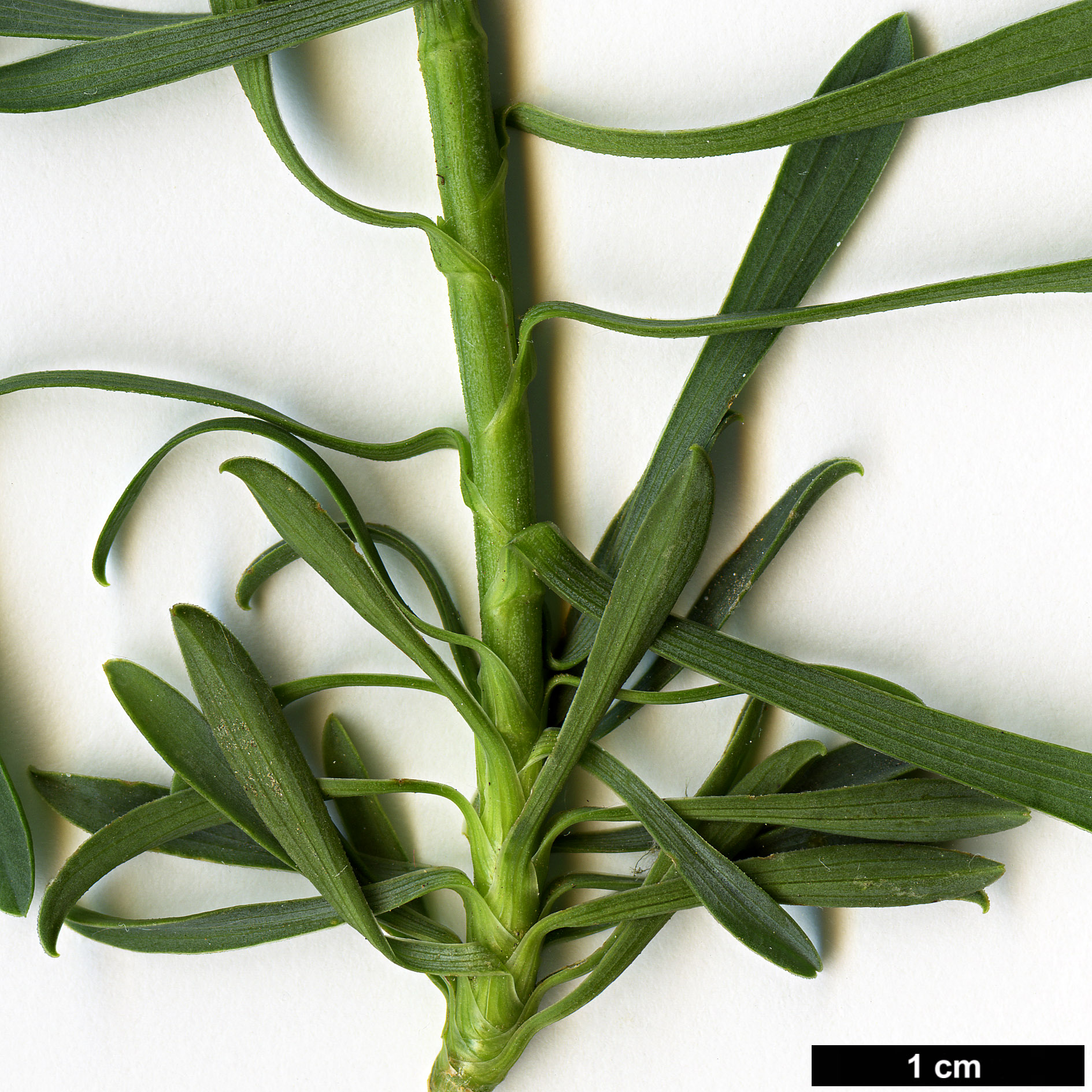 High resolution image: Family: Apiaceae - Genus: Bupleurum - Taxon: spinosum
