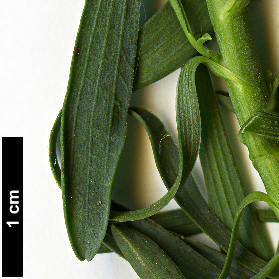 High resolution image: Family: Apiaceae - Genus: Bupleurum - Taxon: spinosum