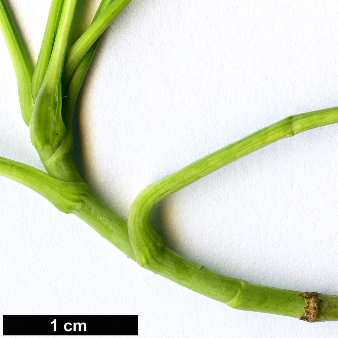 High resolution image: Family: Apiaceae - Genus: Heteromorpha - Taxon: arborescens