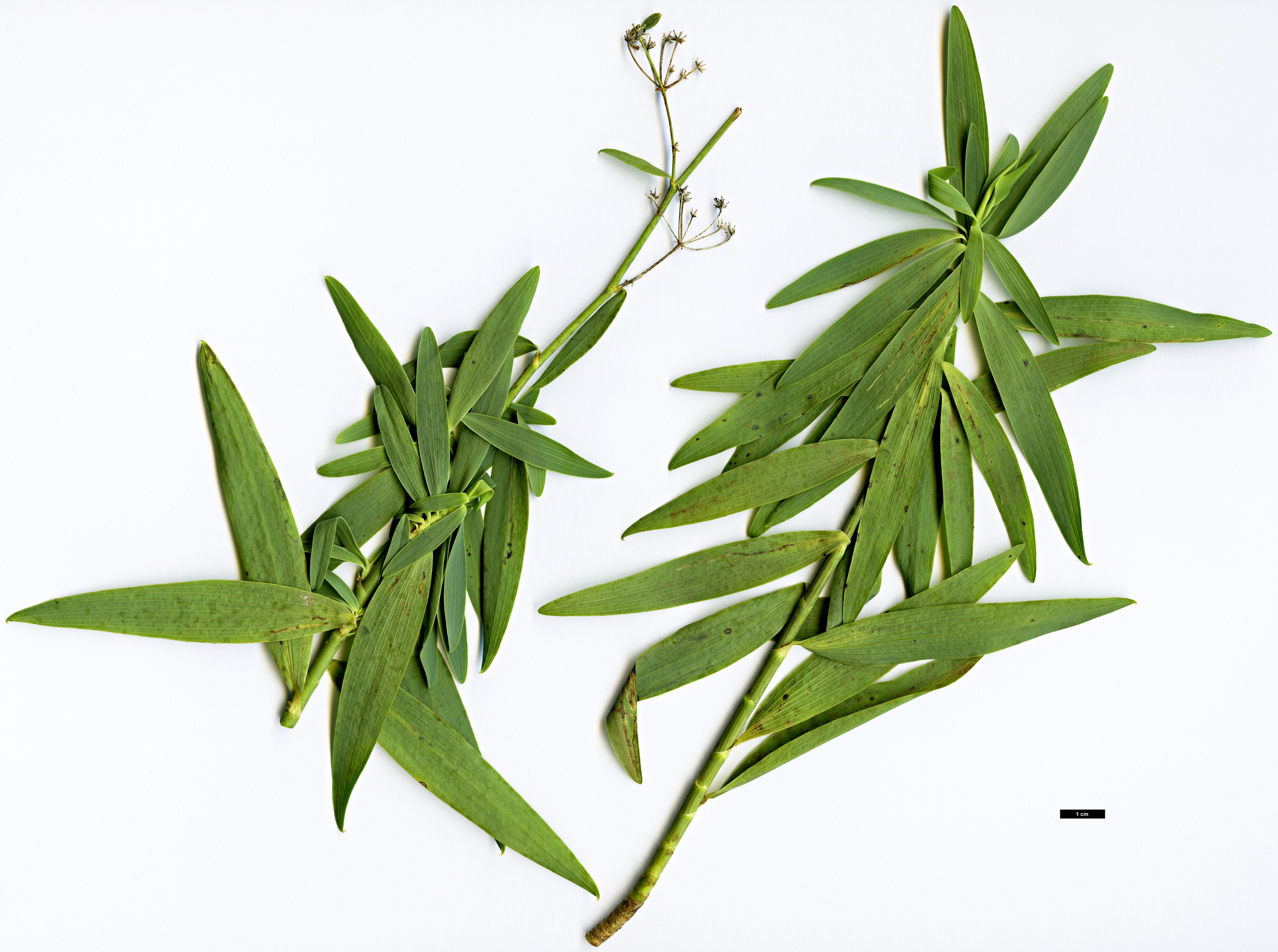 High resolution image: Family: Apiaceae - Genus: Heteromorpha - Taxon: trifoliata
