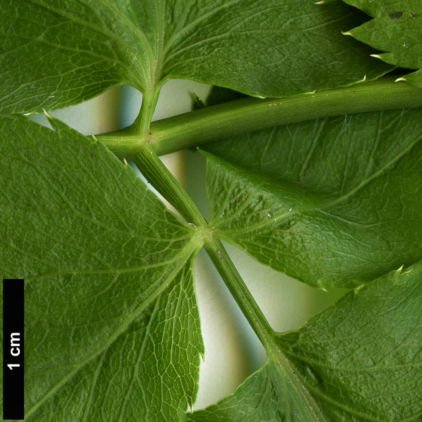 High resolution image: Family: Apiaceae - Genus: Melanoselinum - Taxon: decipiens