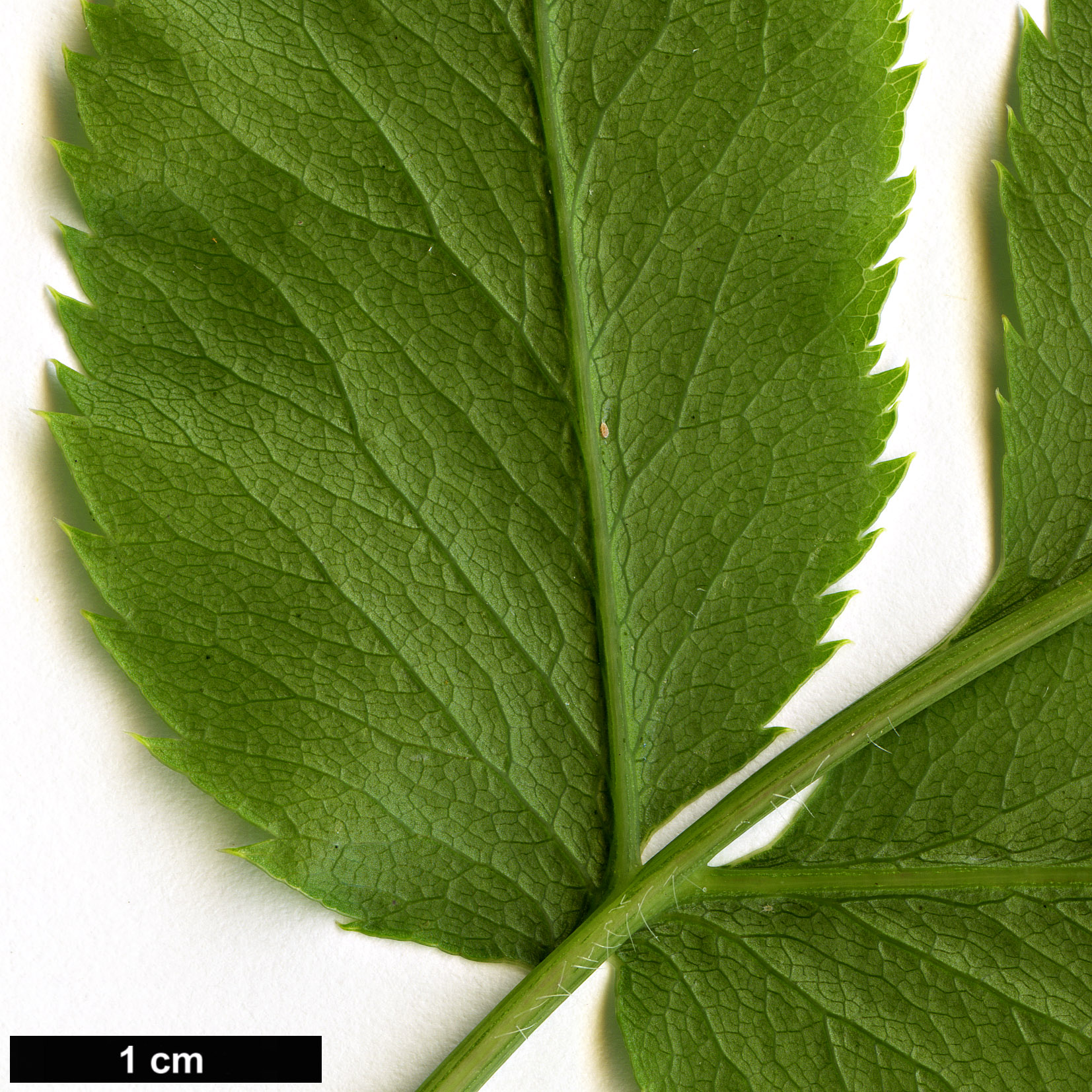 High resolution image: Family: Apiaceae - Genus: Melanoselinum - Taxon: decipiens