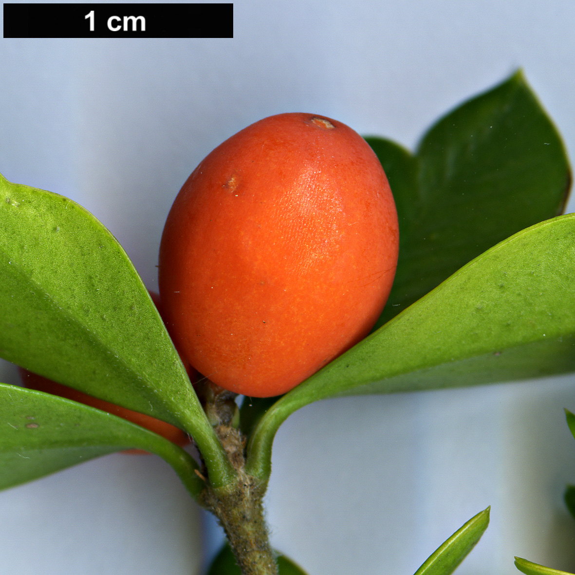 High resolution image: Family: Apocynaceae - Genus: Alyxia - Taxon: ruscifolia