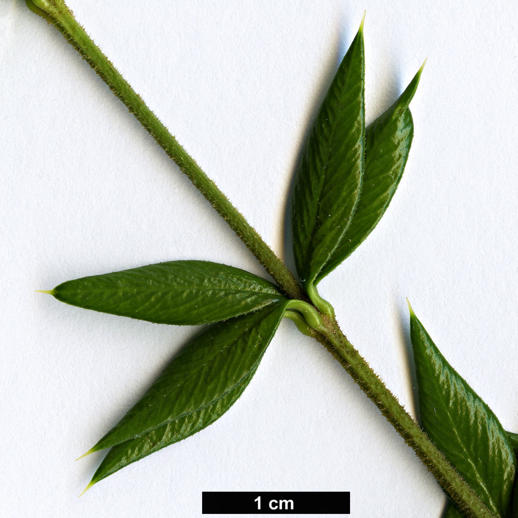 High resolution image: Family: Apocynaceae - Genus: Alyxia - Taxon: ruscifolia