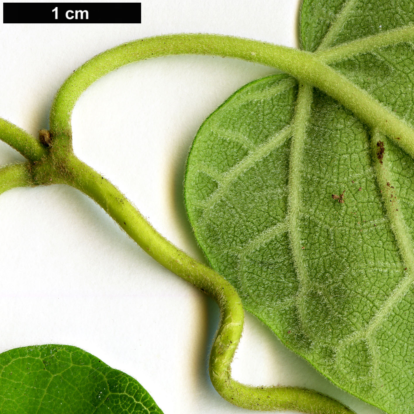 High resolution image: Family: Apocynaceae - Genus: Dregea - Taxon: sinensis