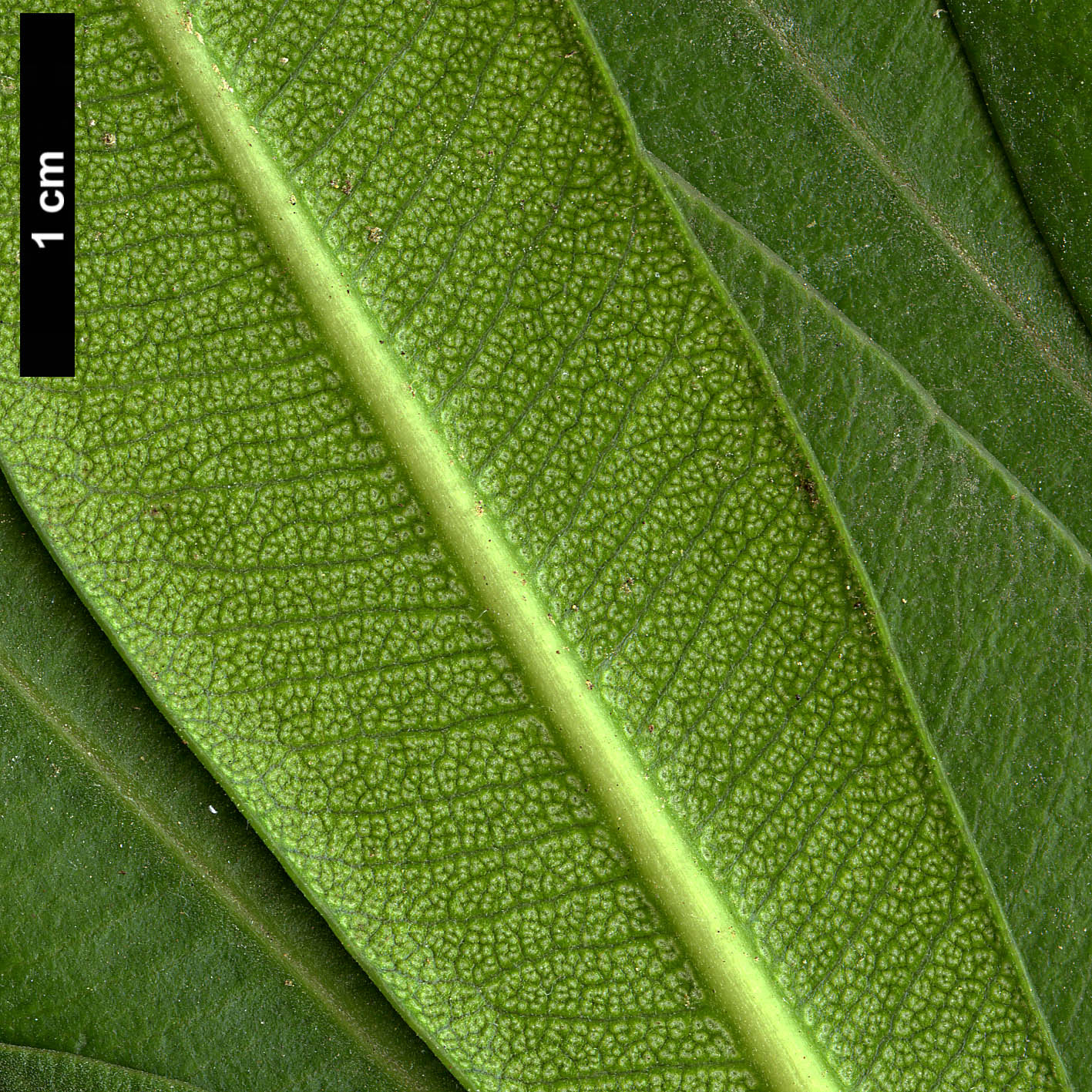 High resolution image: Family: Apocynaceae - Genus: Nerium - Taxon: oleander