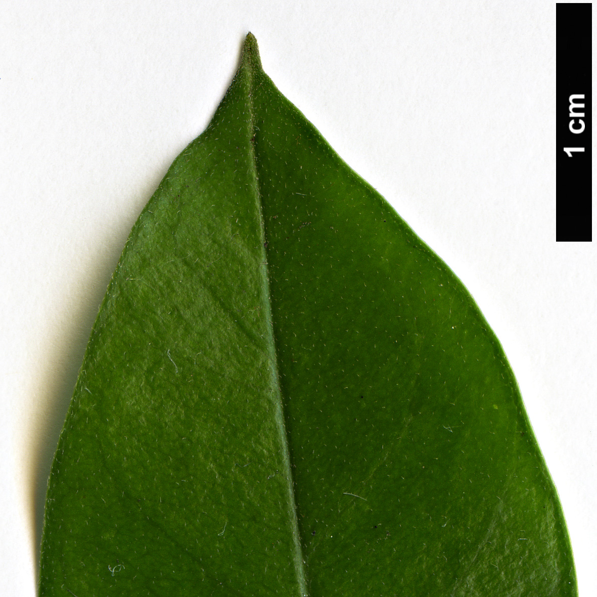 High resolution image: Family: Apocynaceae - Genus: Parsonsia - Taxon: heterophylla