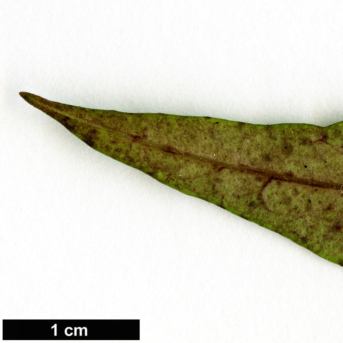 High resolution image: Family: Apocynaceae - Genus: Parsonsia - Taxon: heterophylla