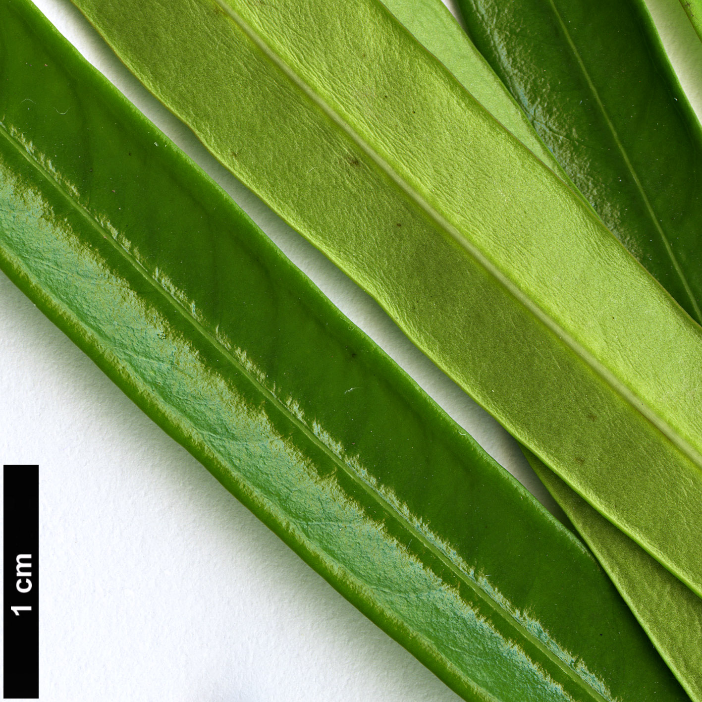 High resolution image: Family: Apocynaceae - Genus: Thevetia - Taxon: peruviana
