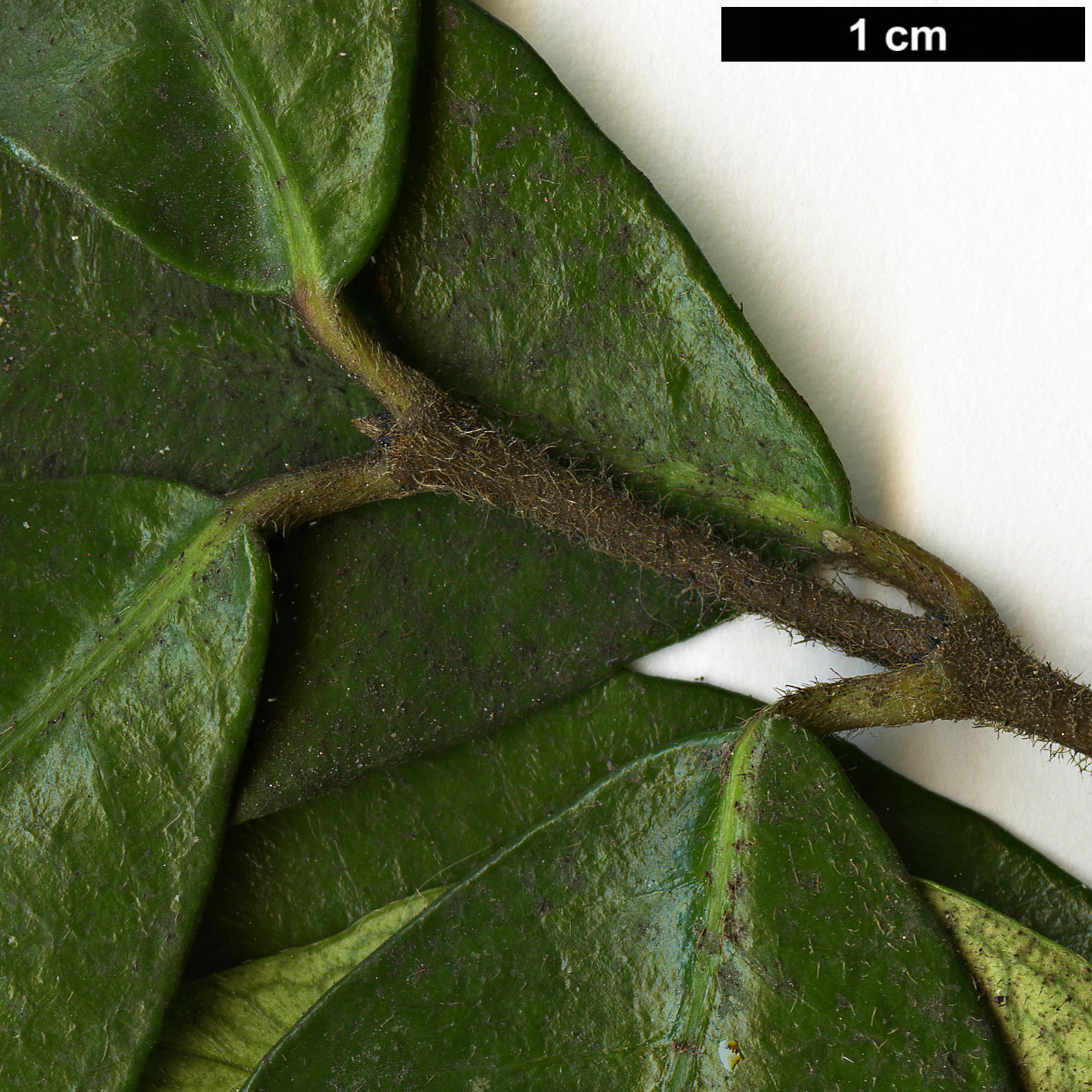 High resolution image: Family: Apocynaceae - Genus: Trachelospermum - Taxon: jasminoides