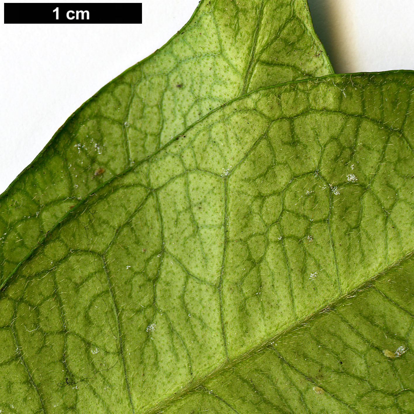 High resolution image: Family: Apocynaceae - Genus: Trachelospermum - Taxon: jasminoides