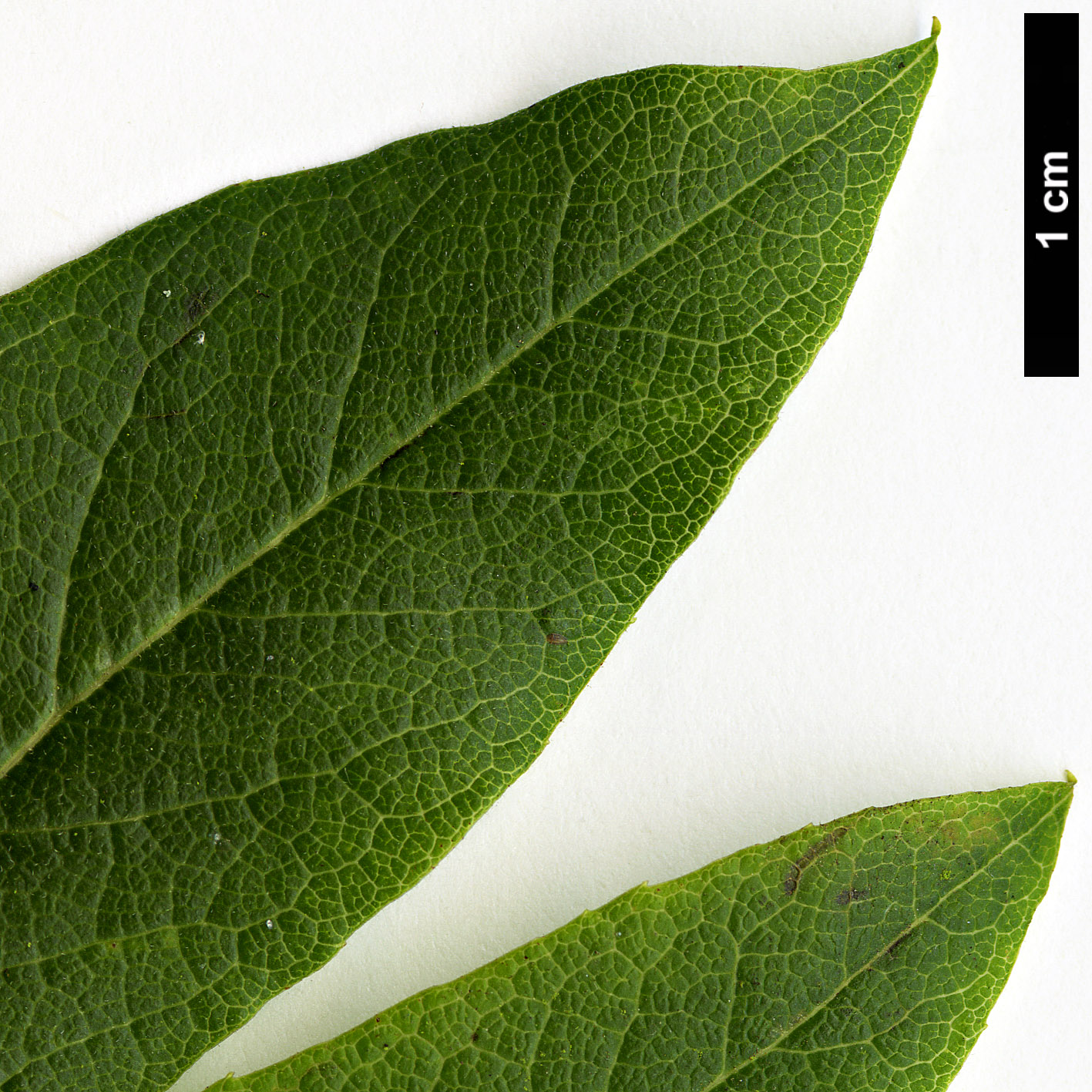 High resolution image: Family: Aquifoliaceae - Genus: Ilex - Taxon: amelanchier