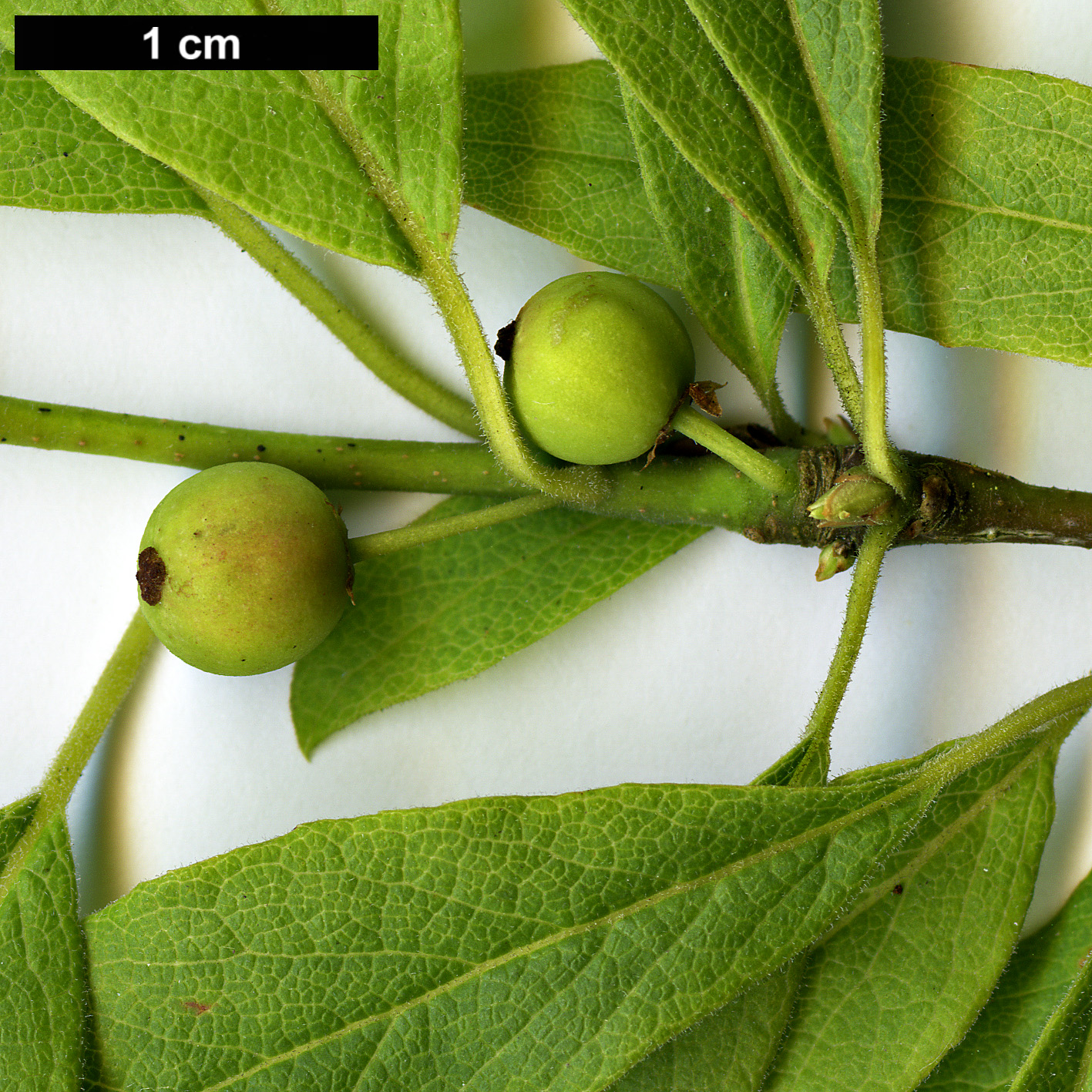 High resolution image: Family: Aquifoliaceae - Genus: Ilex - Taxon: amelanchier