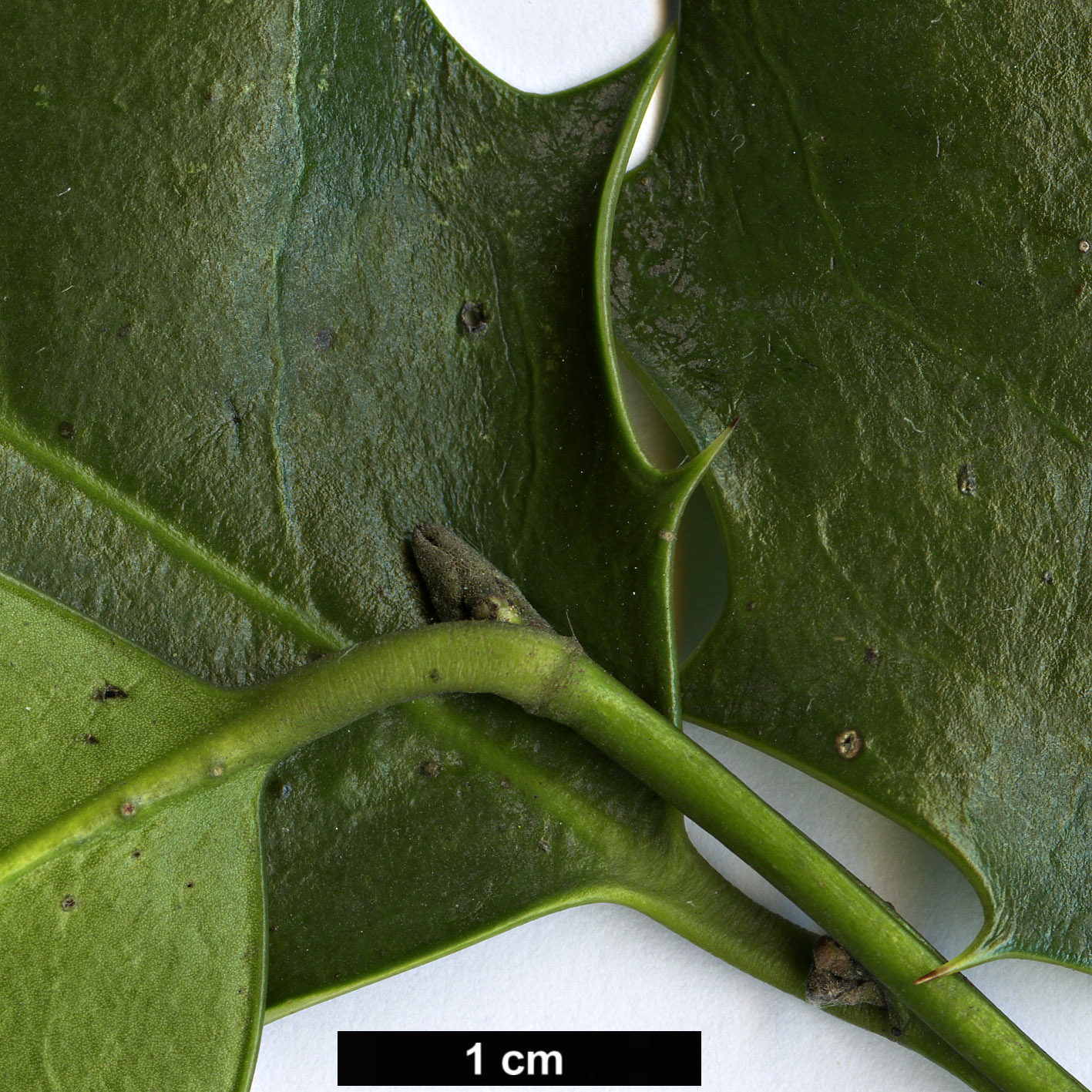 High resolution image: Family: Aquifoliaceae - Genus: Ilex - Taxon: aquifolium