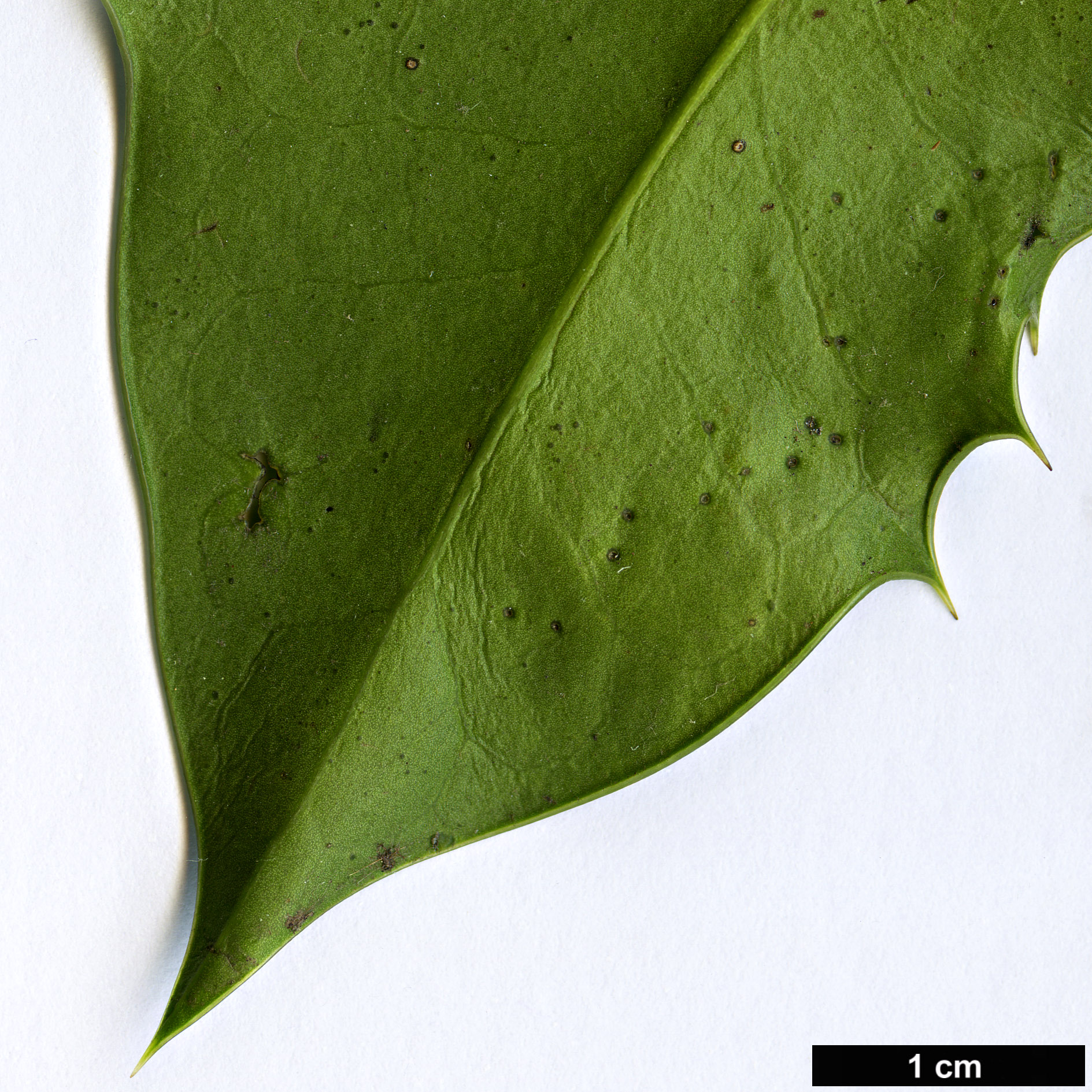 High resolution image: Family: Aquifoliaceae - Genus: Ilex - Taxon: aquifolium