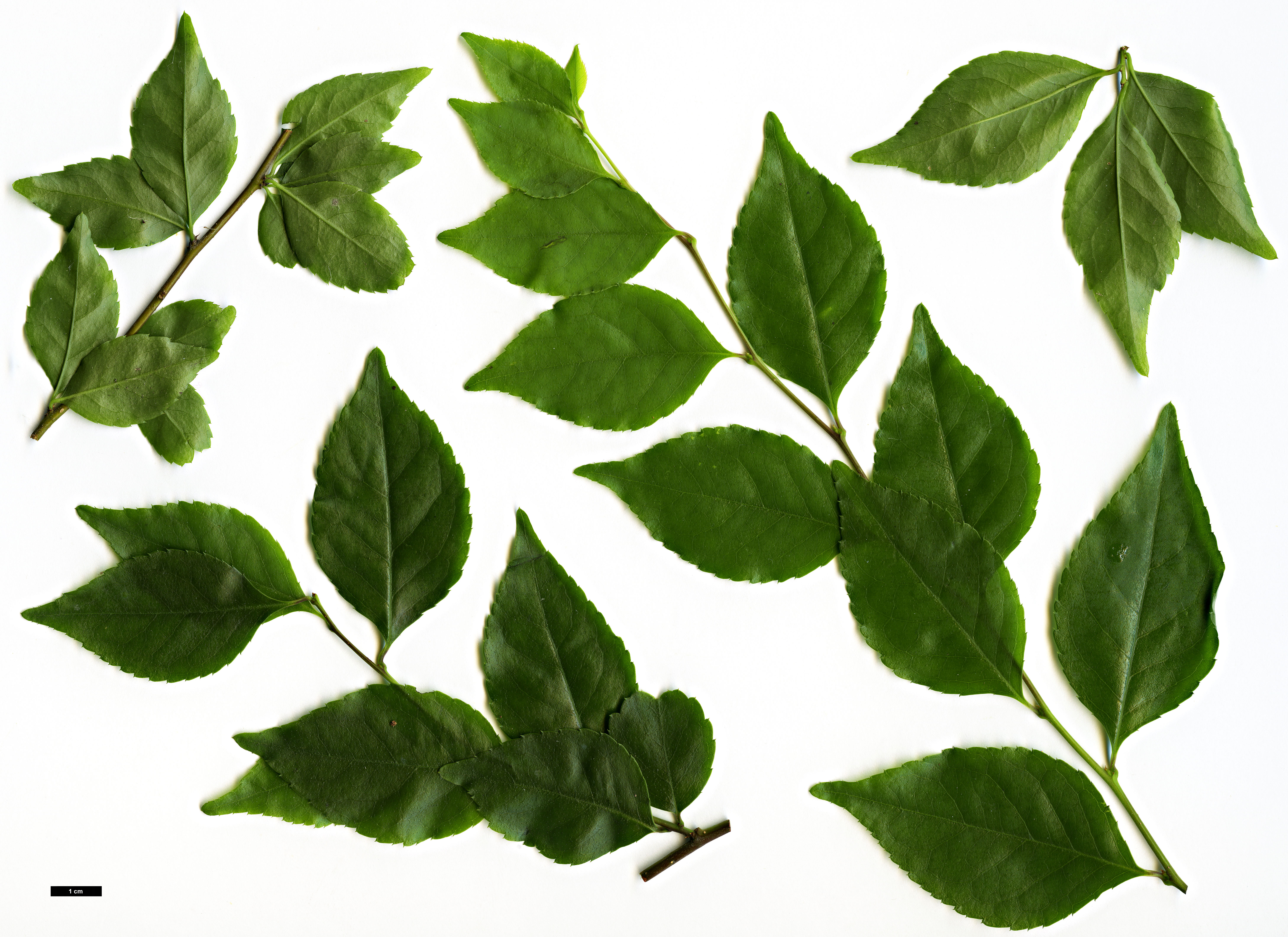 High resolution image: Family: Aquifoliaceae - Genus: Ilex - Taxon: asprella