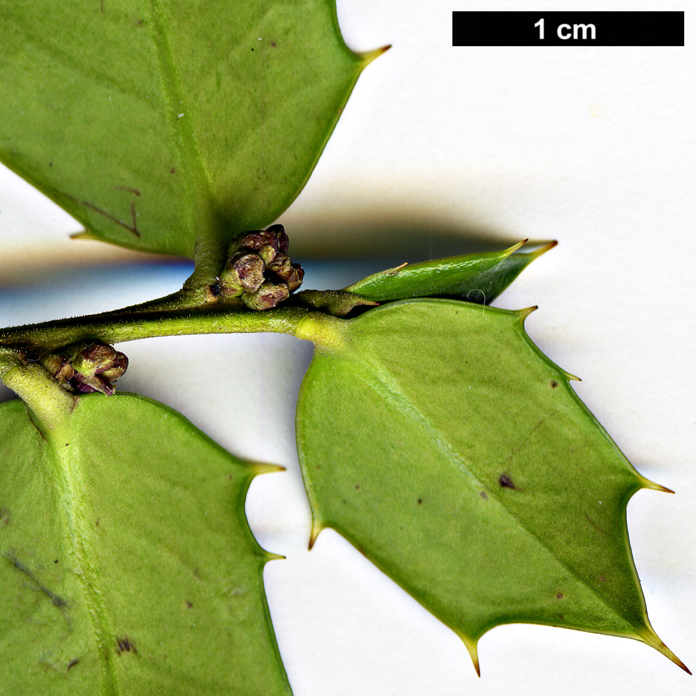 High resolution image: Family: Aquifoliaceae - Genus: Ilex - Taxon: bioritsensis