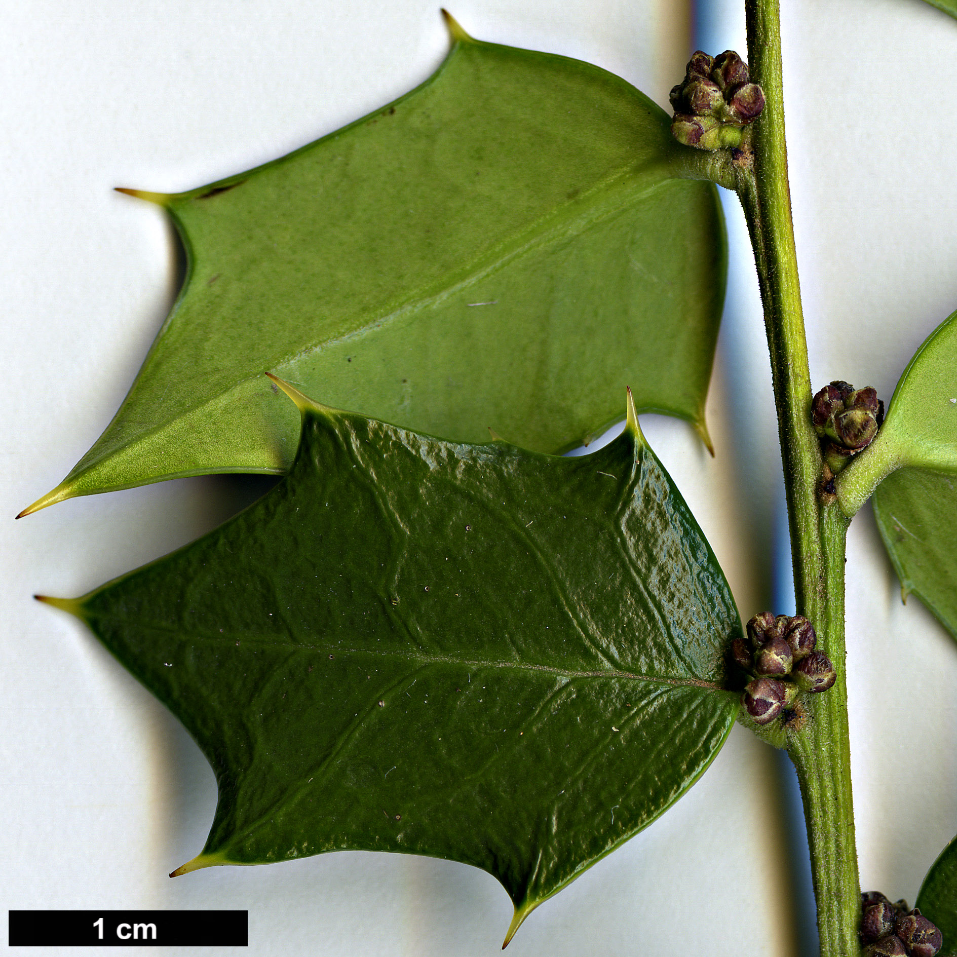 High resolution image: Family: Aquifoliaceae - Genus: Ilex - Taxon: bioritsensis