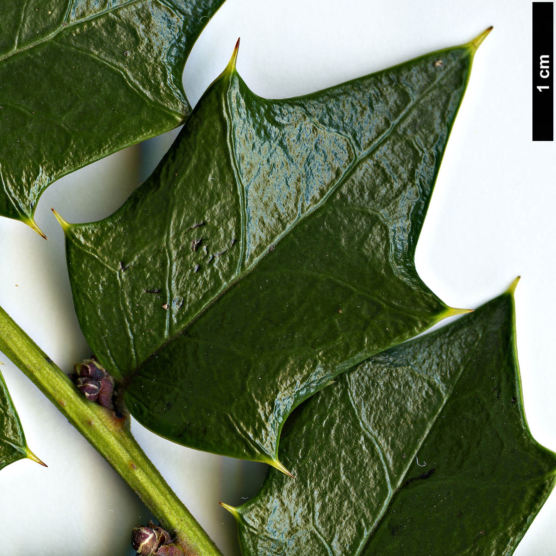 High resolution image: Family: Aquifoliaceae - Genus: Ilex - Taxon: bioritsensis