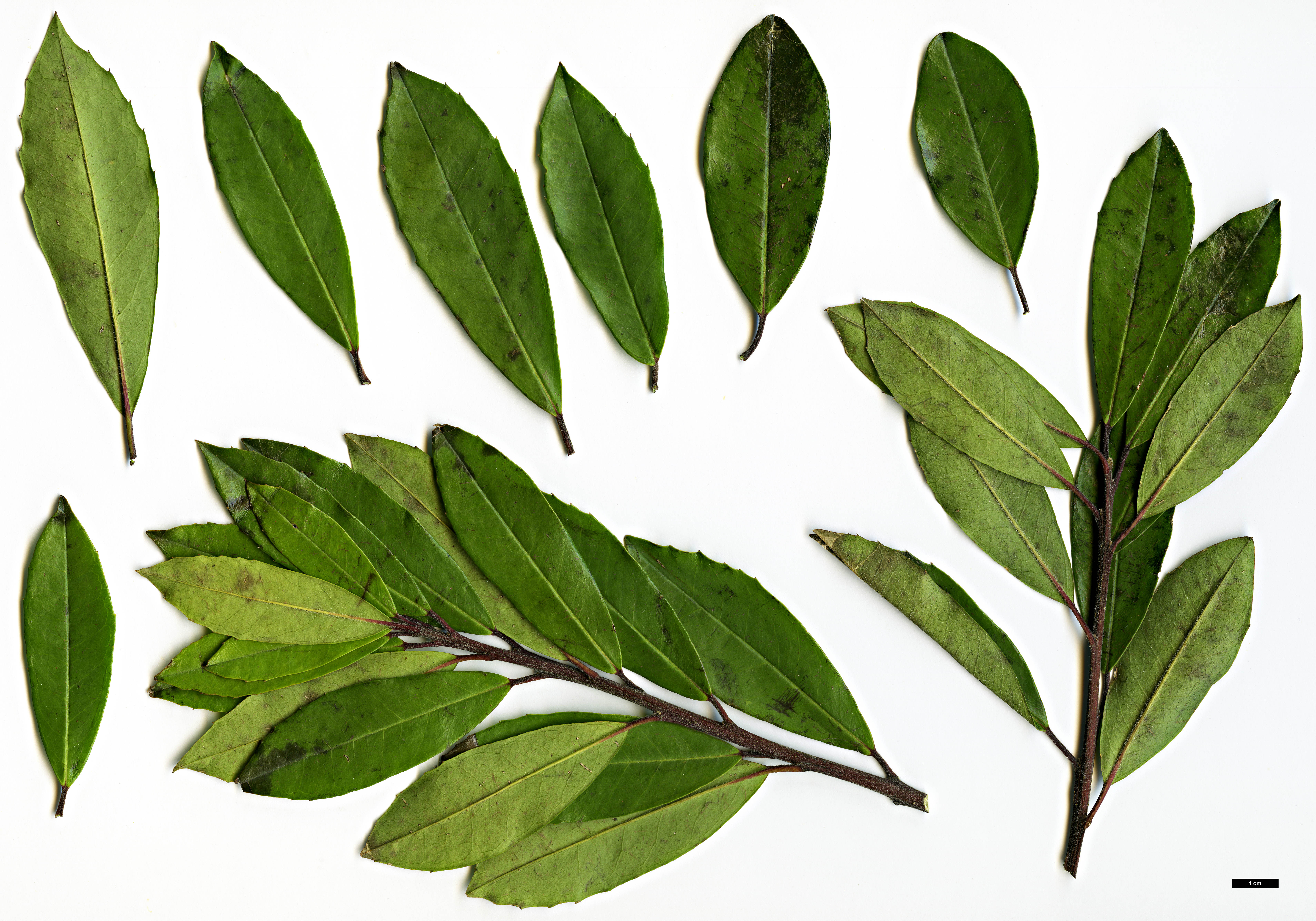 High resolution image: Family: Aquifoliaceae - Genus: Ilex - Taxon: cassine
