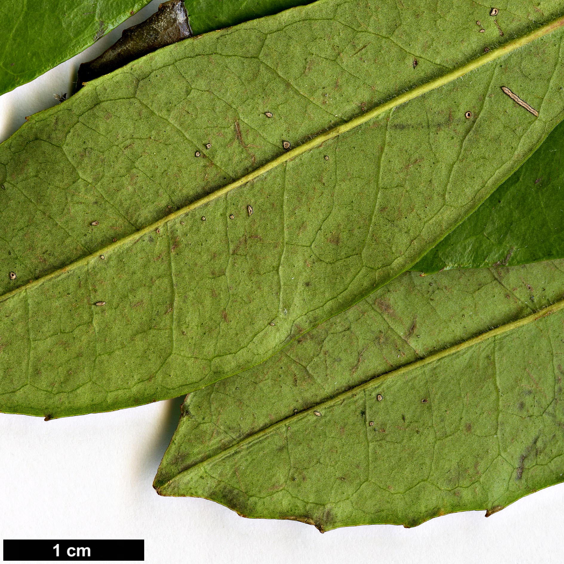 High resolution image: Family: Aquifoliaceae - Genus: Ilex - Taxon: cassine