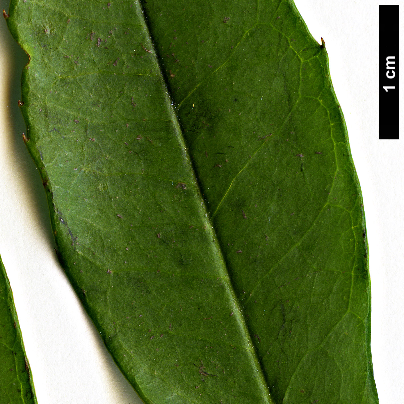 High resolution image: Family: Aquifoliaceae - Genus: Ilex - Taxon: cassine