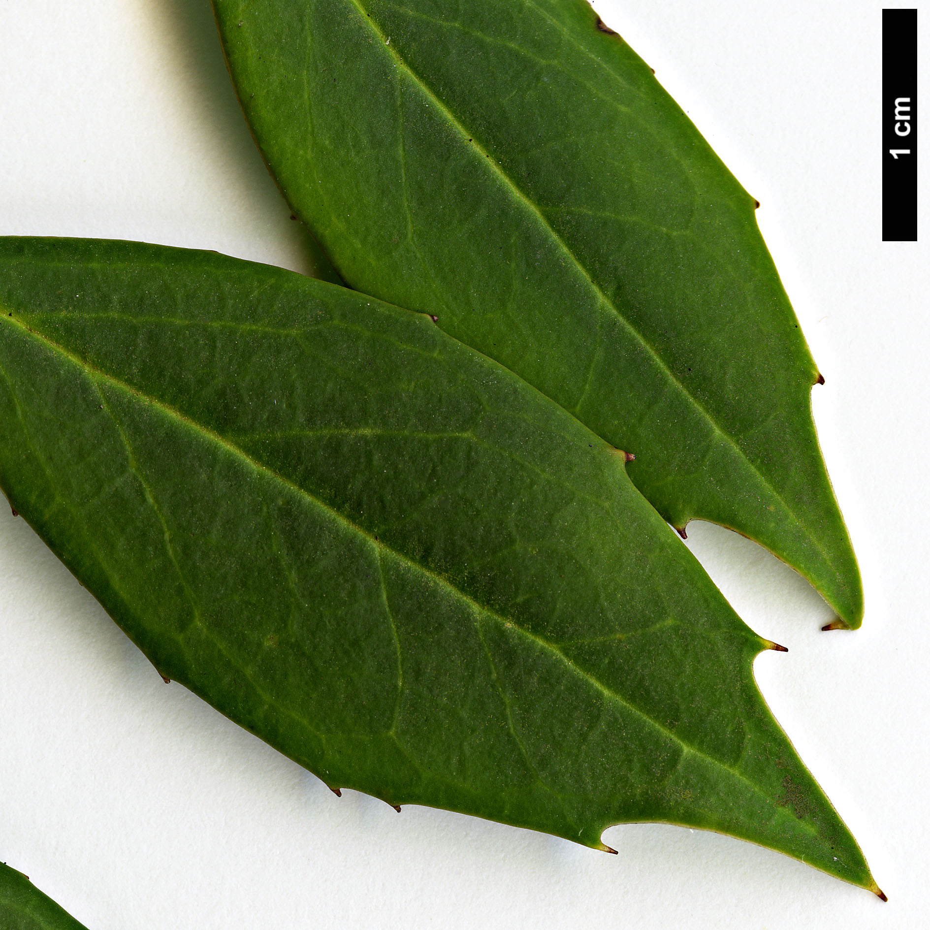 High resolution image: Family: Aquifoliaceae - Genus: Ilex - Taxon: ciliospinosa