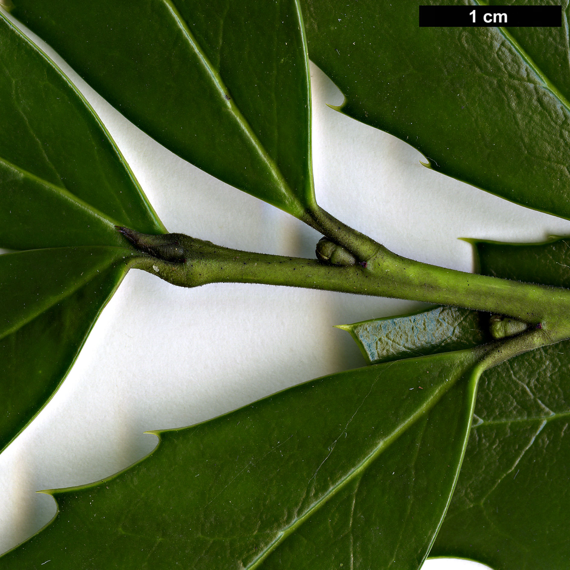 High resolution image: Family: Aquifoliaceae - Genus: Ilex - Taxon: colchica