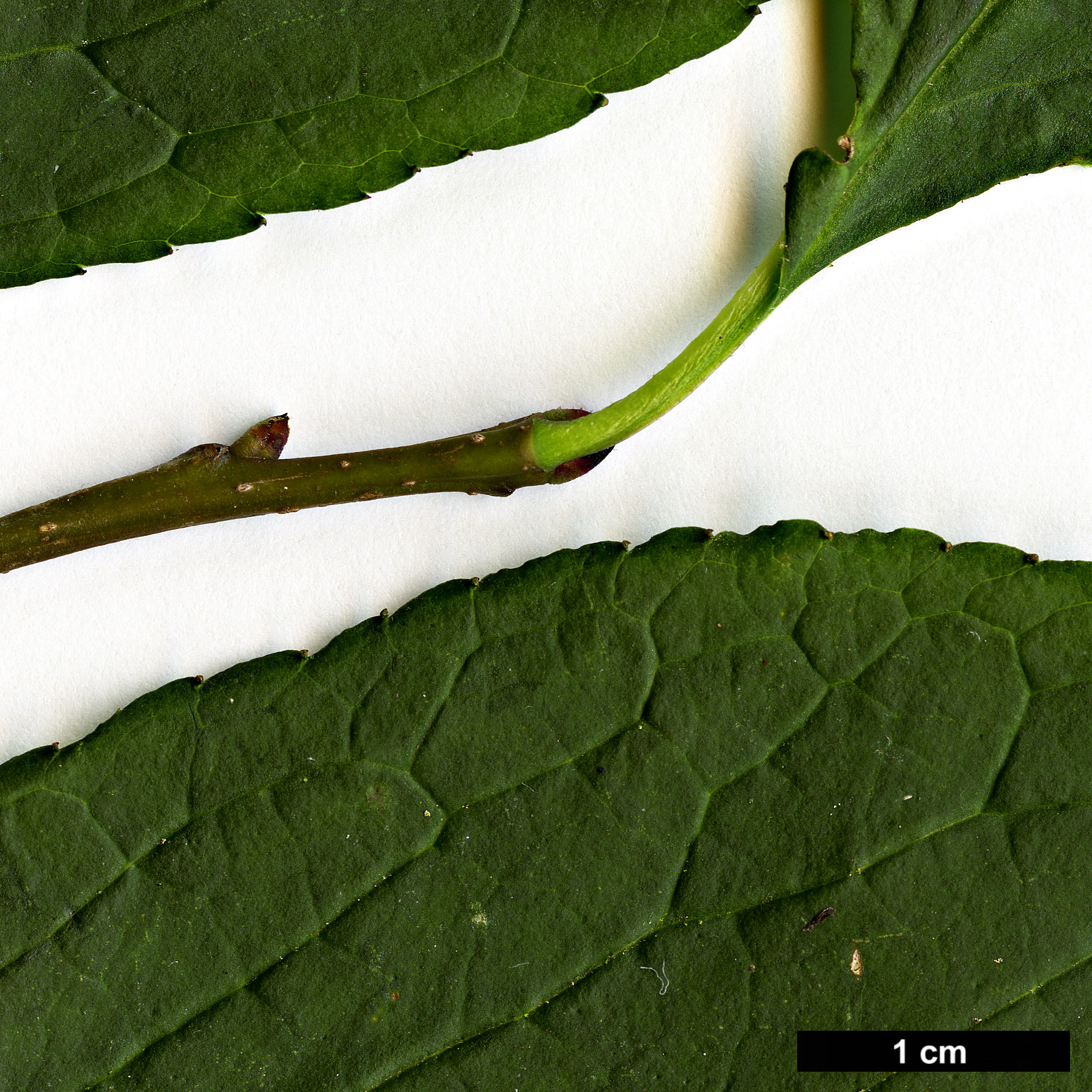 High resolution image: Family: Aquifoliaceae - Genus: Ilex - Taxon: collina