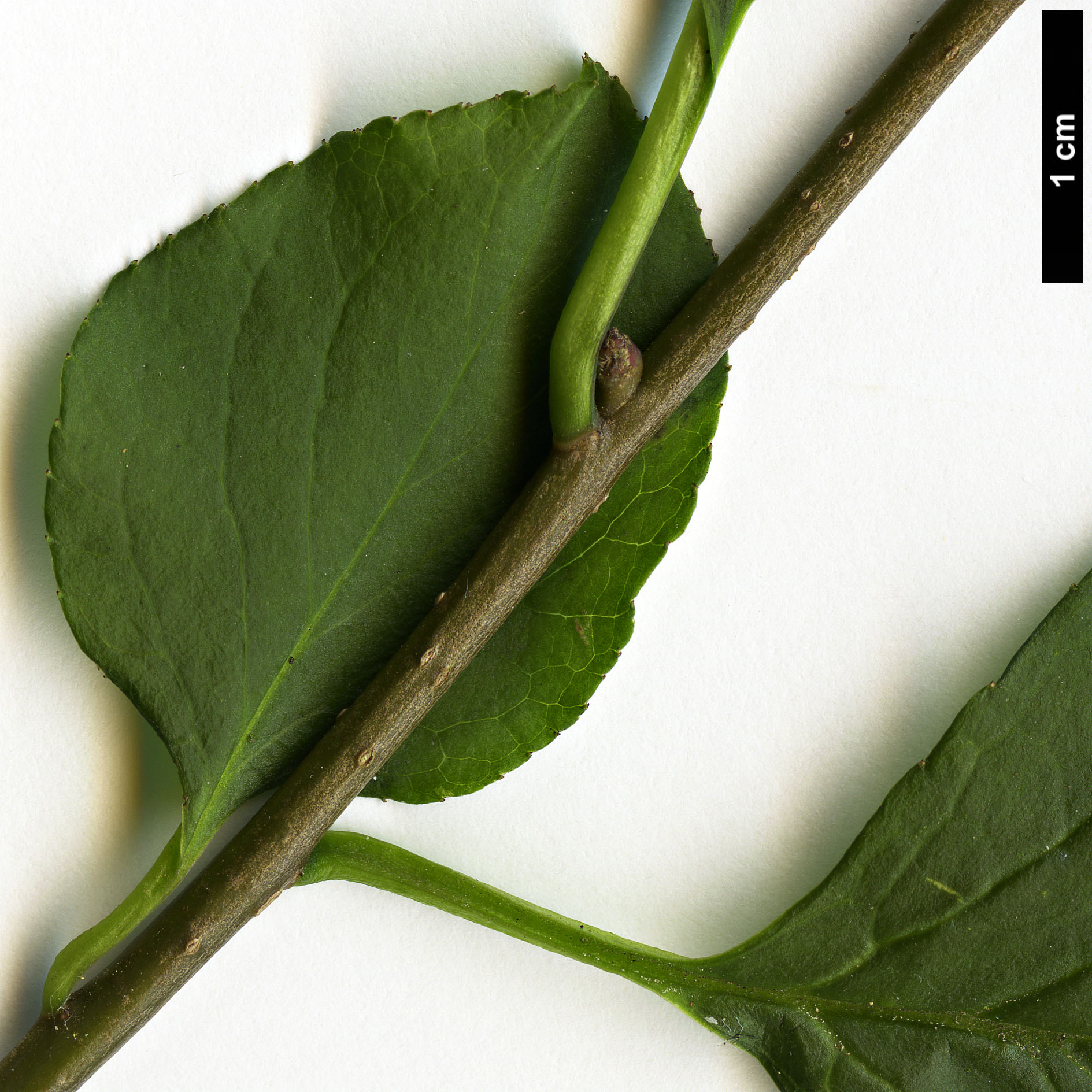 High resolution image: Family: Aquifoliaceae - Genus: Ilex - Taxon: collina