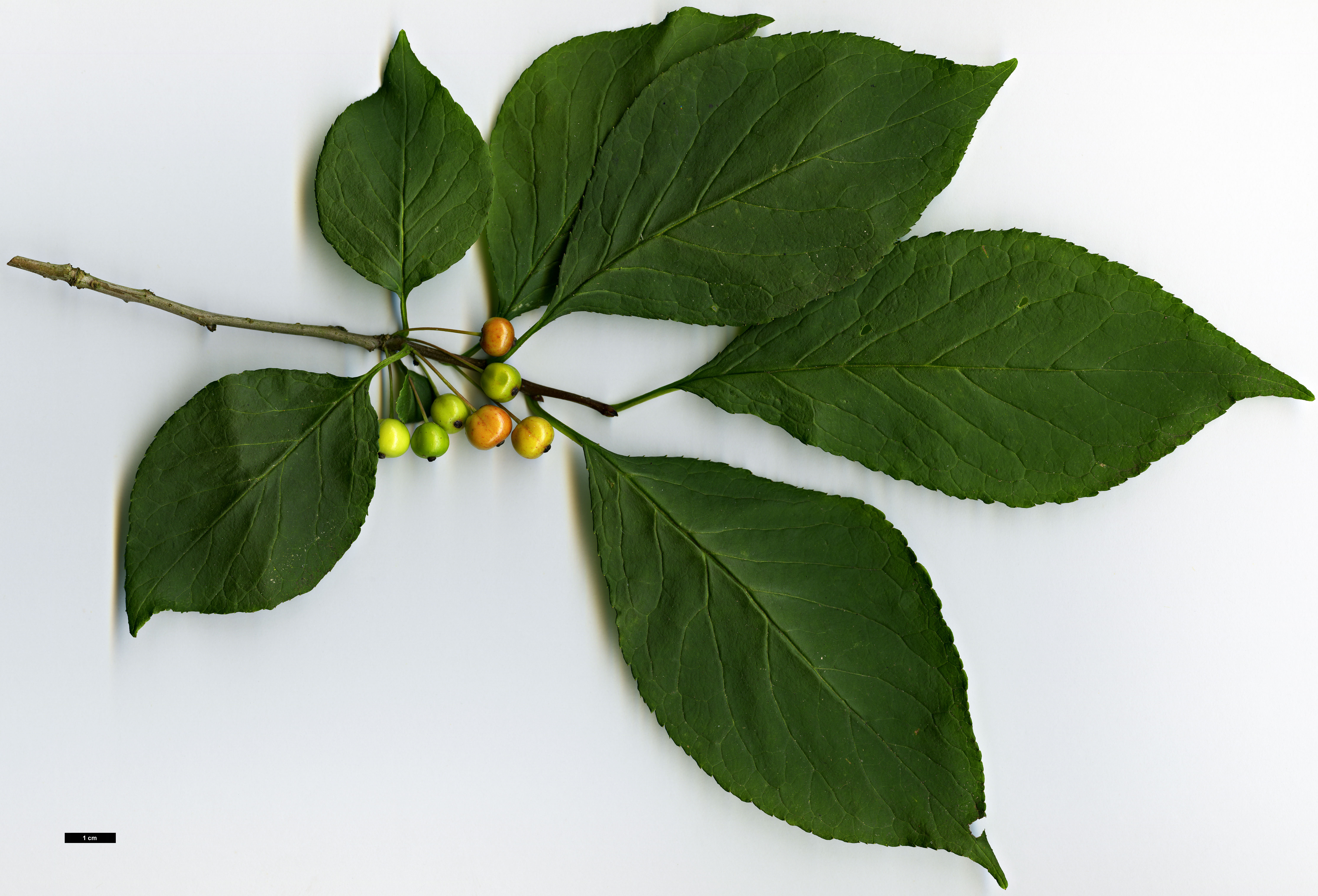 High resolution image: Family: Aquifoliaceae - Genus: Ilex - Taxon: collina