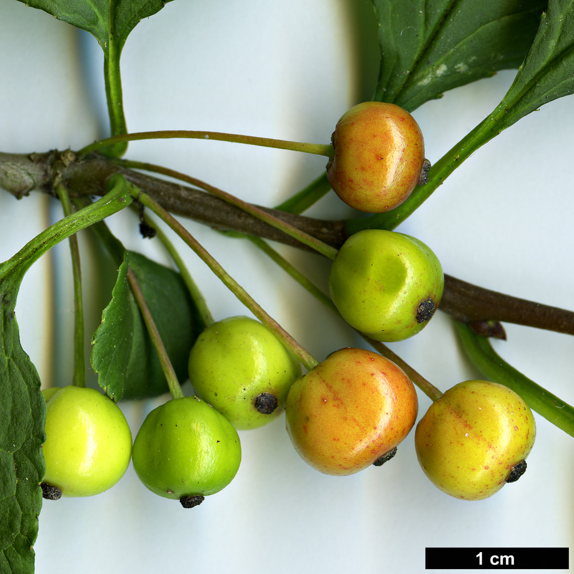 High resolution image: Family: Aquifoliaceae - Genus: Ilex - Taxon: collina