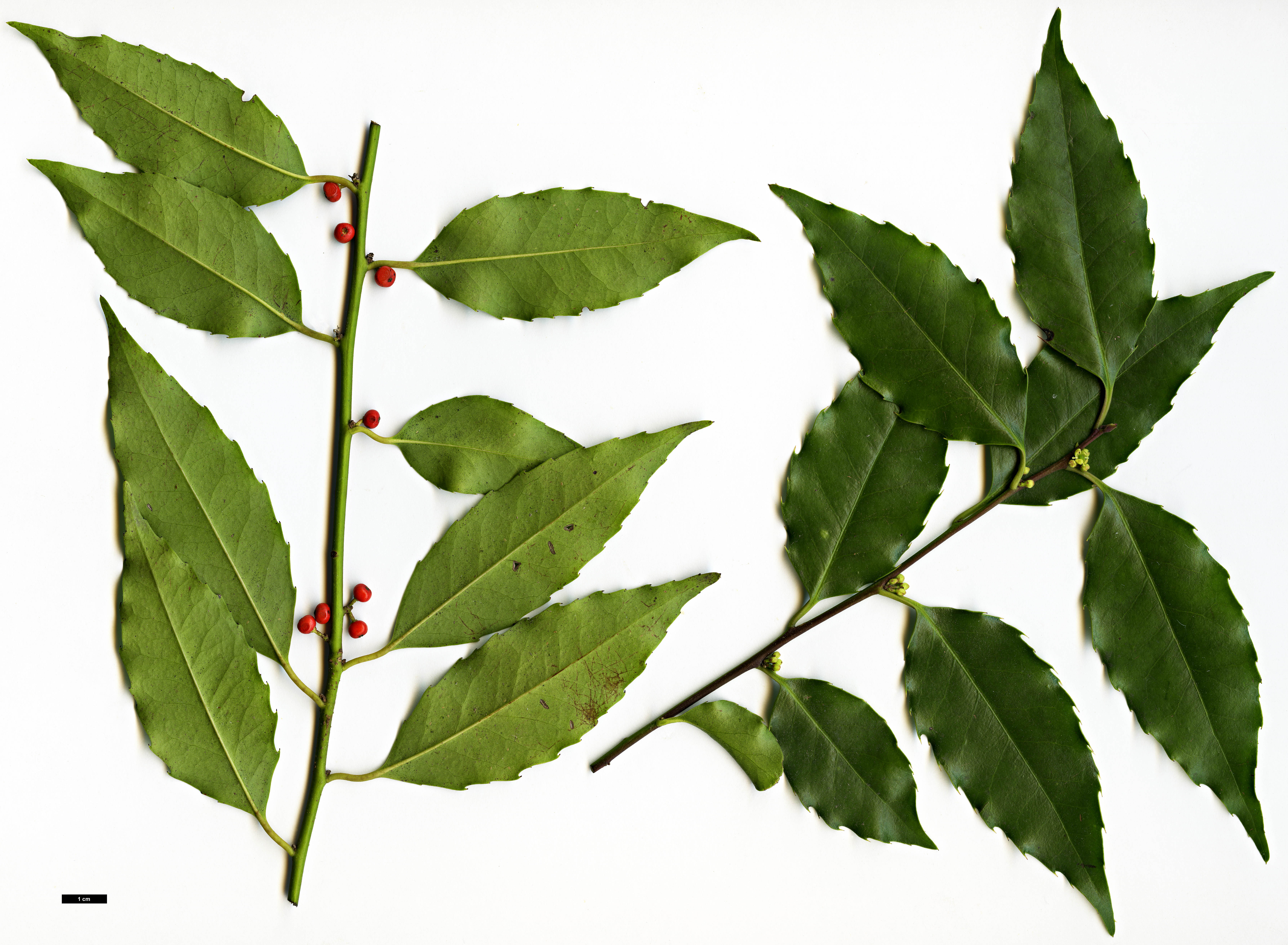 High resolution image: Family: Aquifoliaceae - Genus: Ilex - Taxon: corallina