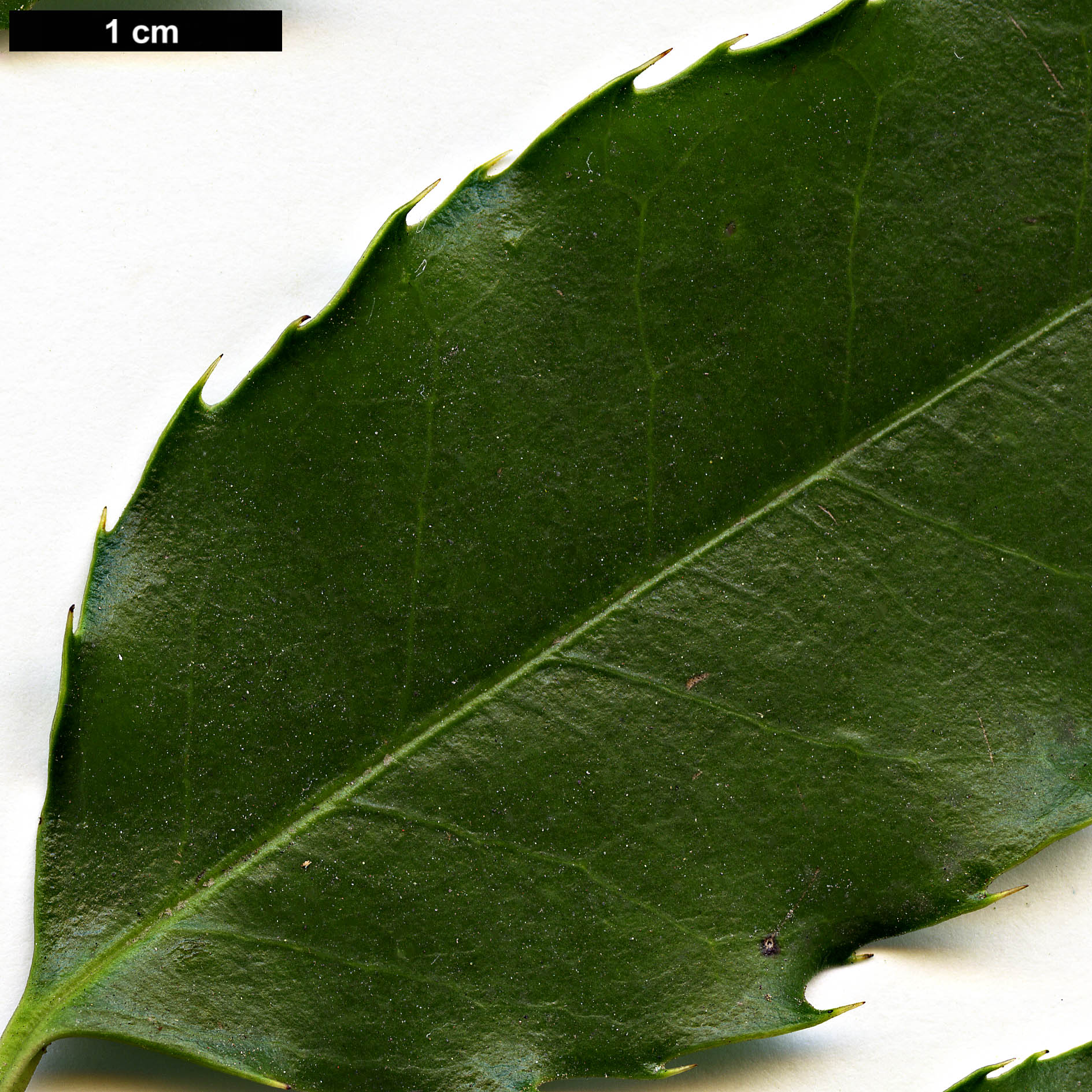 High resolution image: Family: Aquifoliaceae - Genus: Ilex - Taxon: corallina