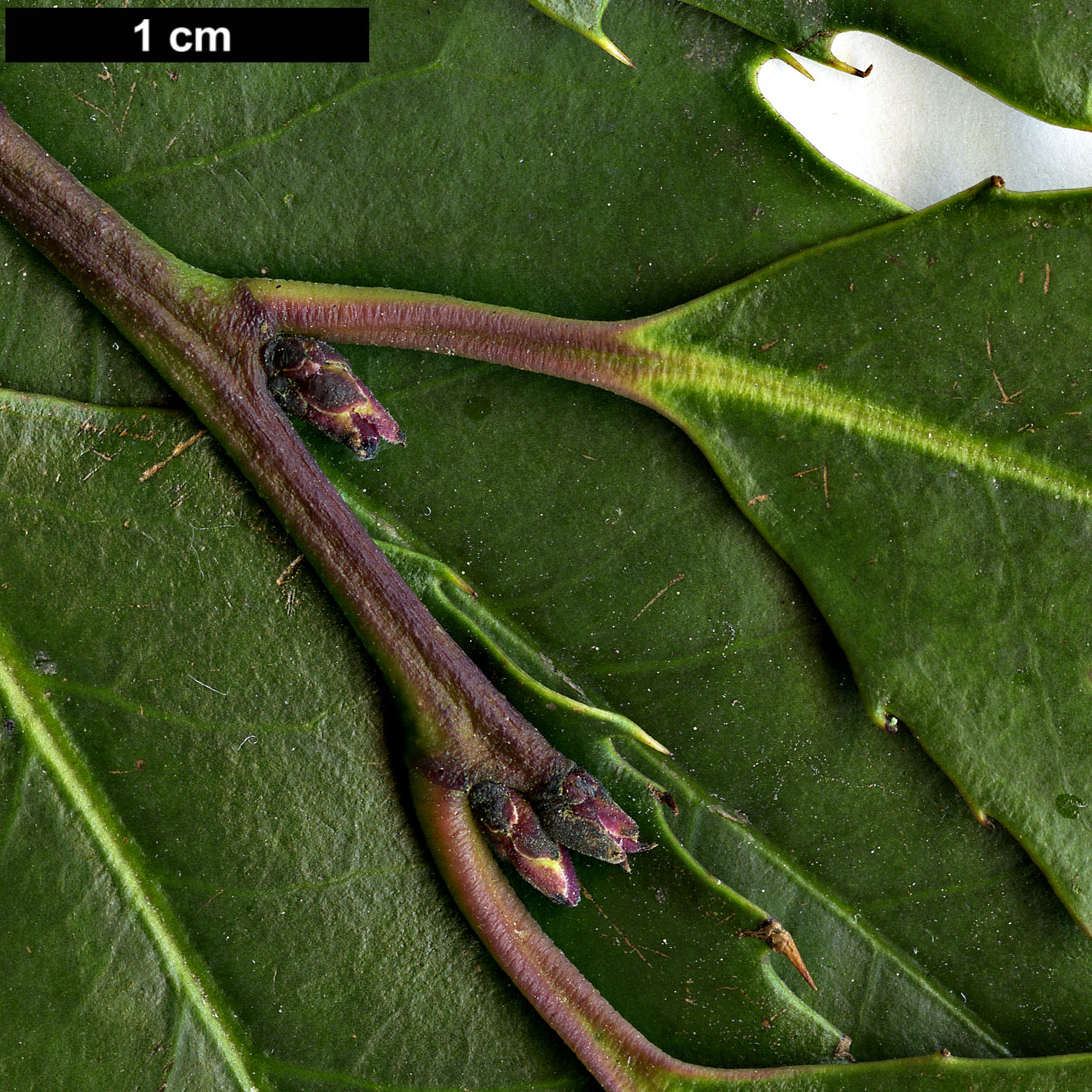 High resolution image: Family: Aquifoliaceae - Genus: Ilex - Taxon: corallina