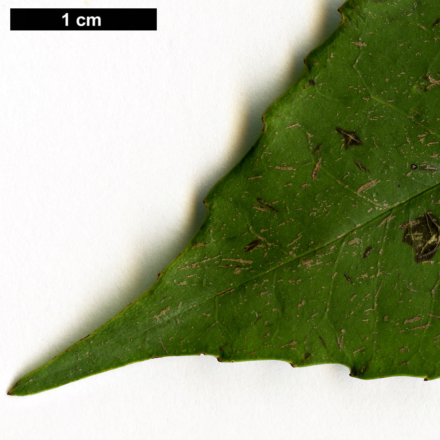 High resolution image: Family: Aquifoliaceae - Genus: Ilex - Taxon: corallina