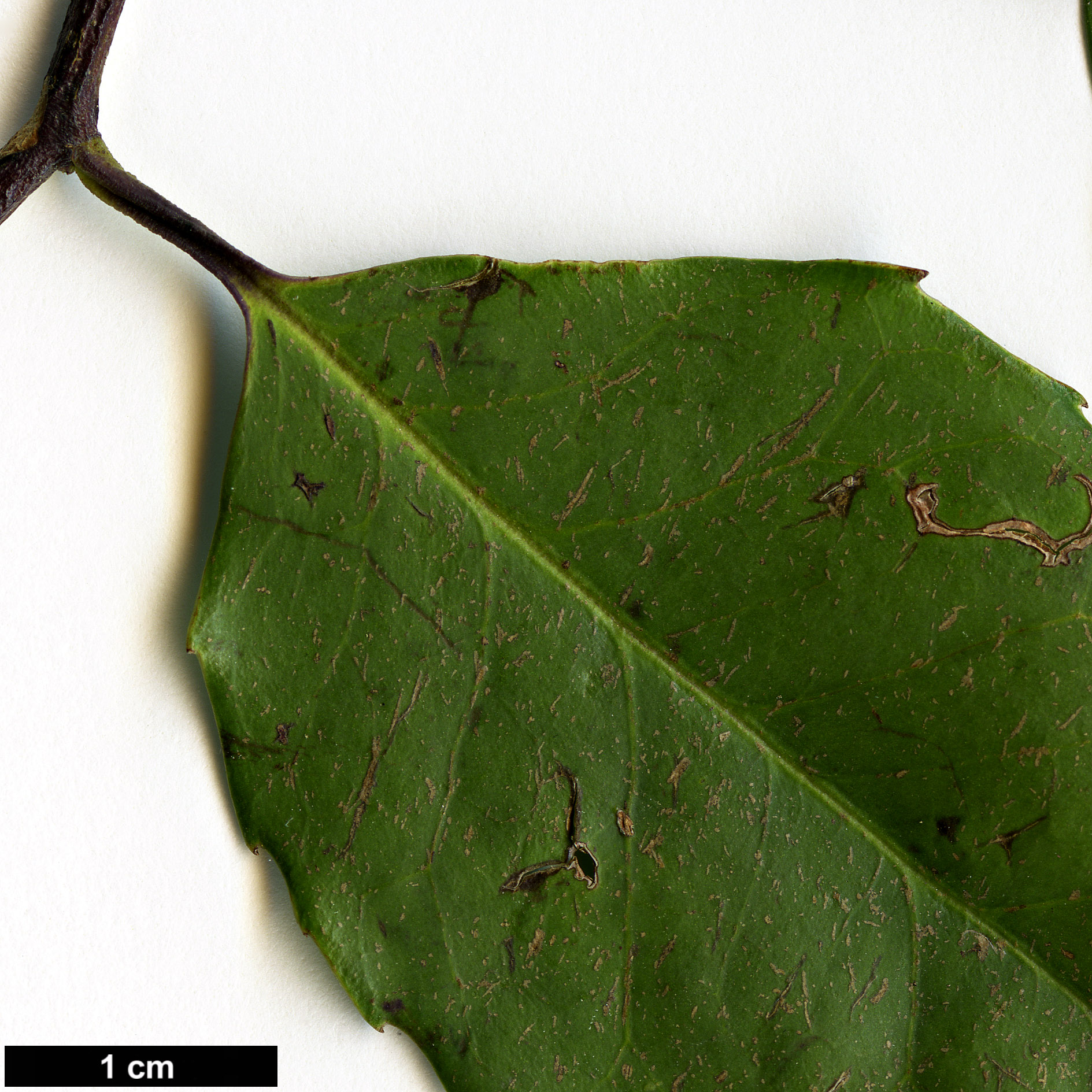 High resolution image: Family: Aquifoliaceae - Genus: Ilex - Taxon: corallina