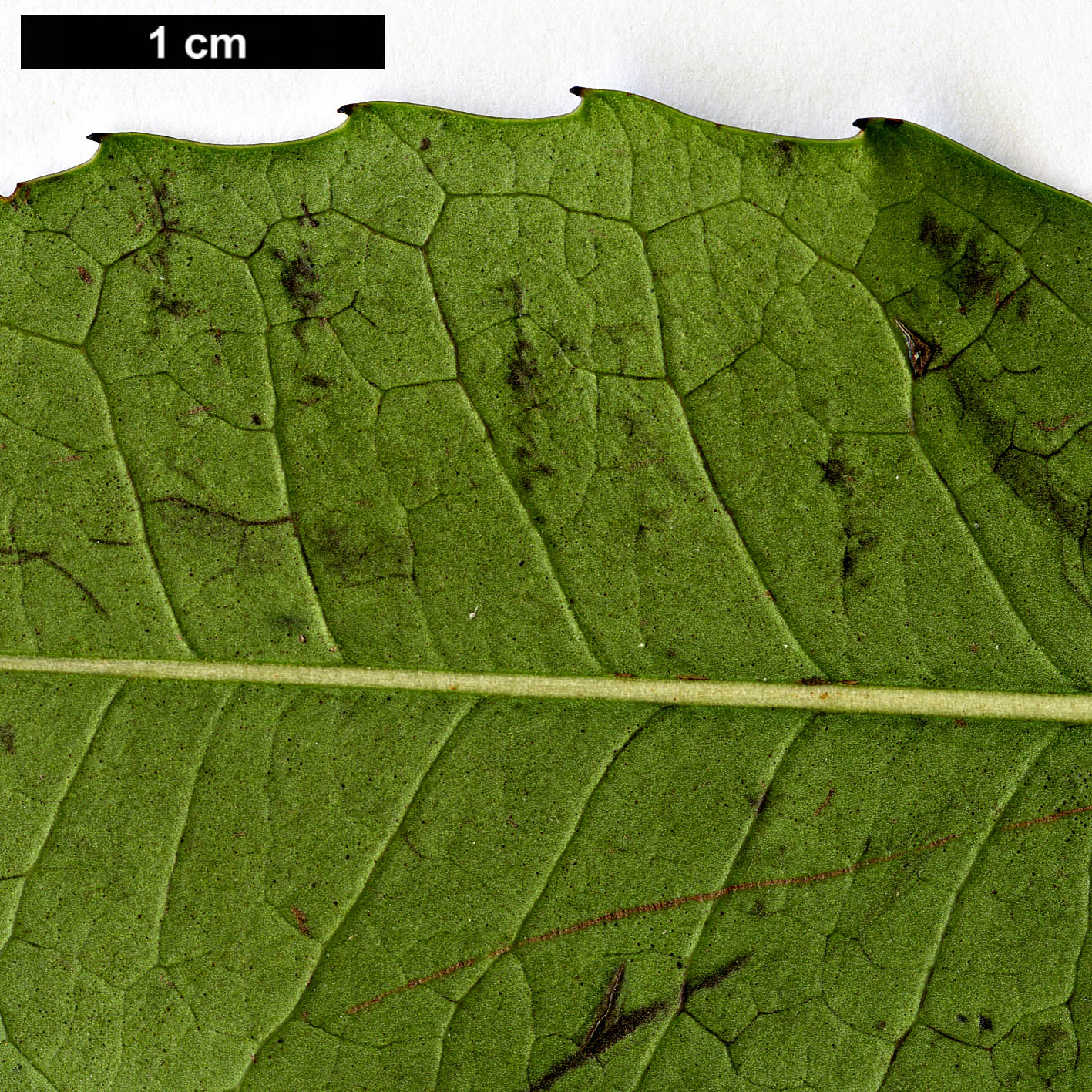 High resolution image: Family: Aquifoliaceae - Genus: Ilex - Taxon: corallina