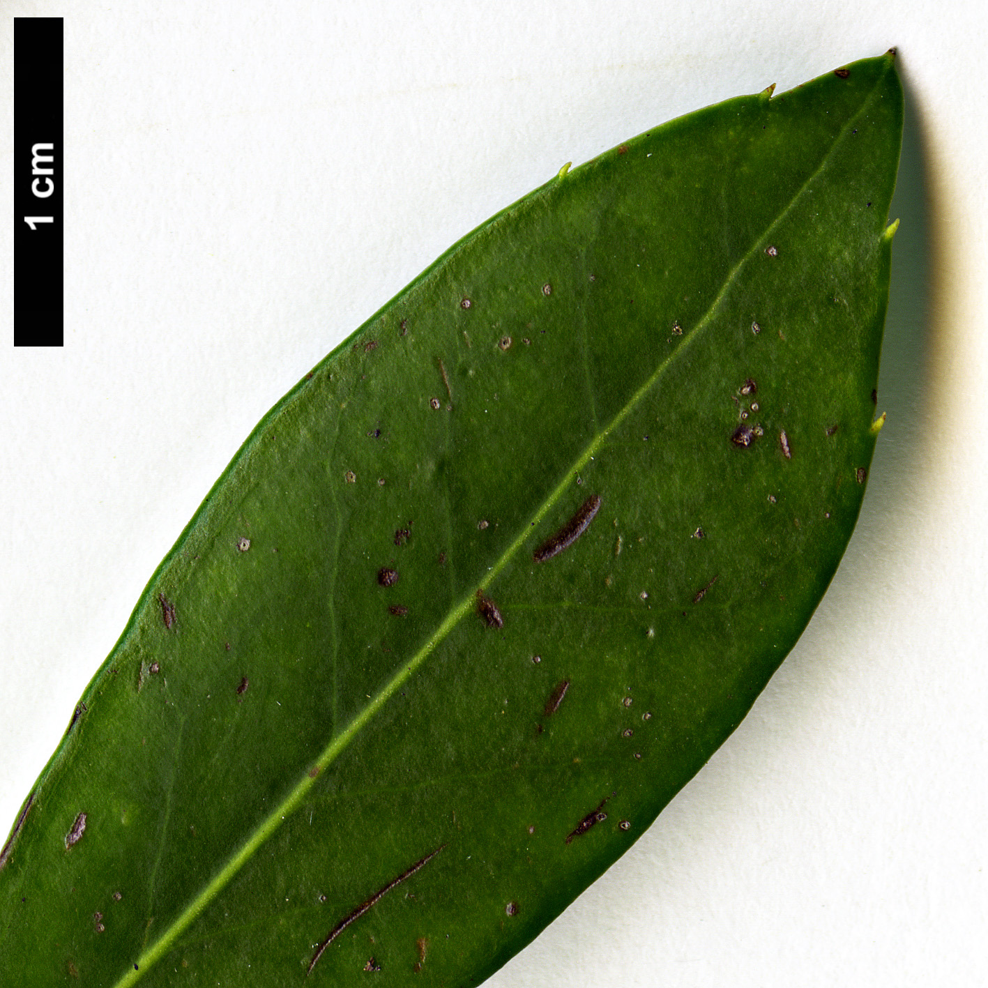 High resolution image: Family: Aquifoliaceae - Genus: Ilex - Taxon: coriacea