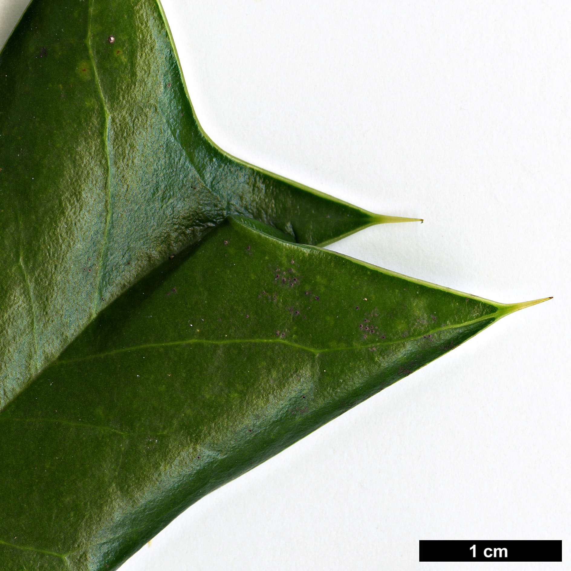 High resolution image: Family: Aquifoliaceae - Genus: Ilex - Taxon: cornuta