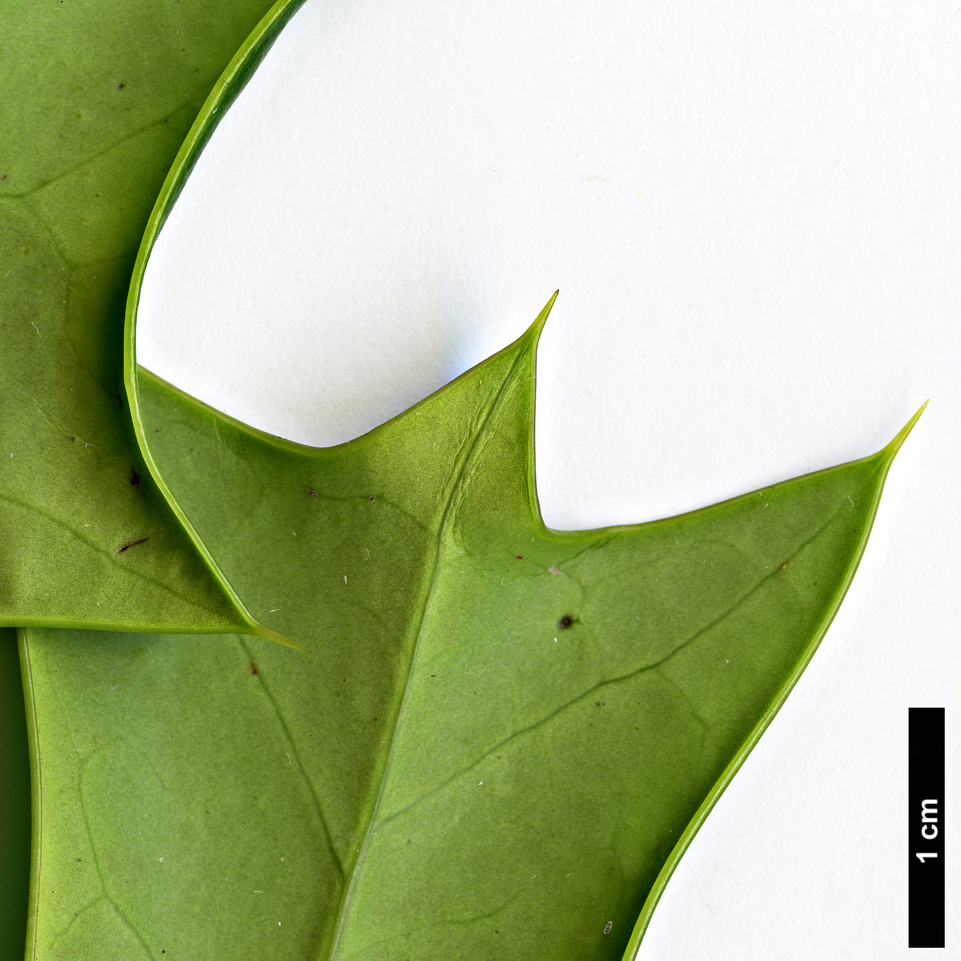 High resolution image: Family: Aquifoliaceae - Genus: Ilex - Taxon: cornuta