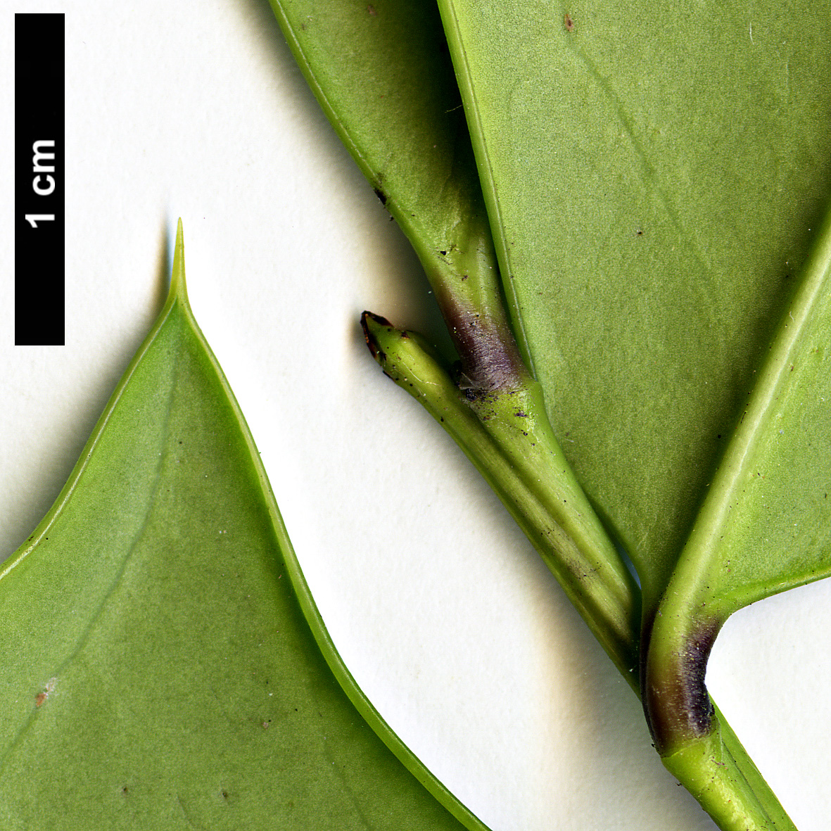 High resolution image: Family: Aquifoliaceae - Genus: Ilex - Taxon: cornuta